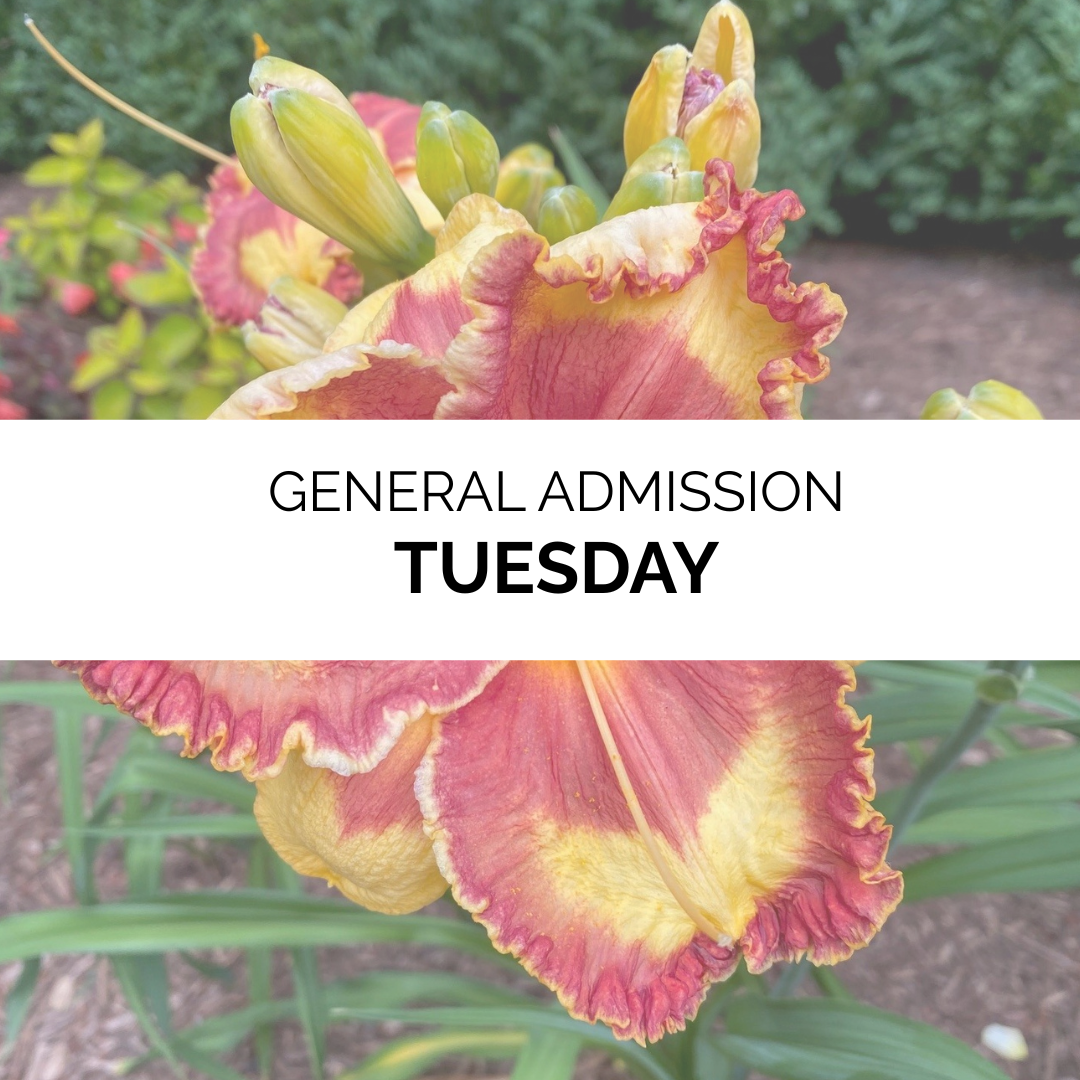 Advanced Admission - Summer