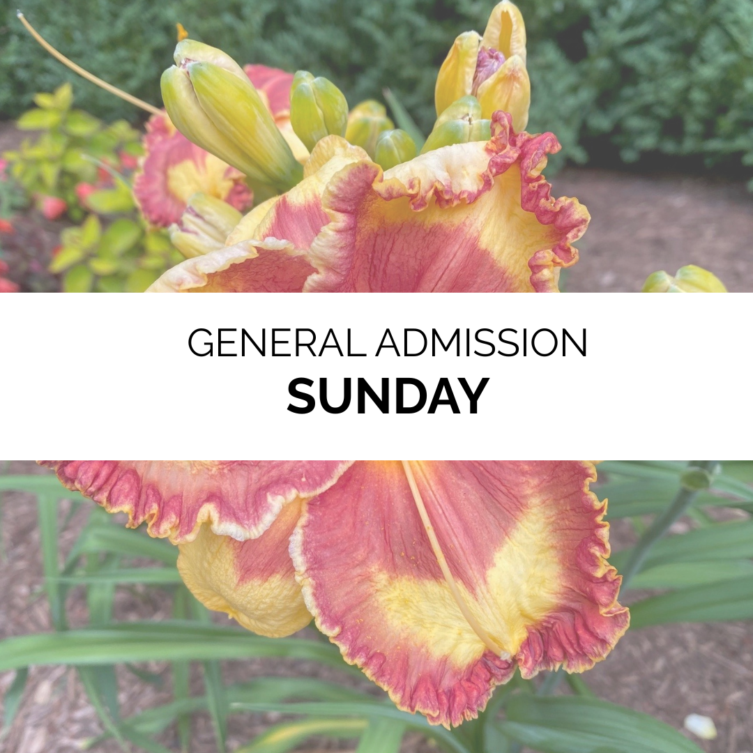 Advanced Admission - Summer