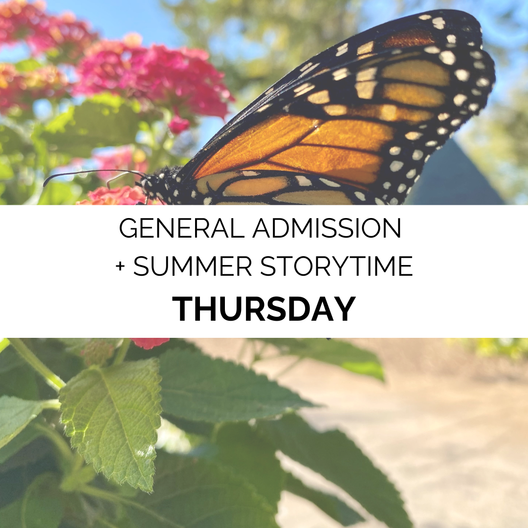 Advanced Admission - Summer