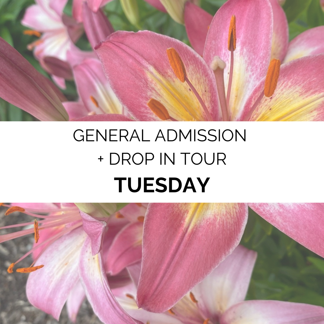 Advanced Admission - Summer