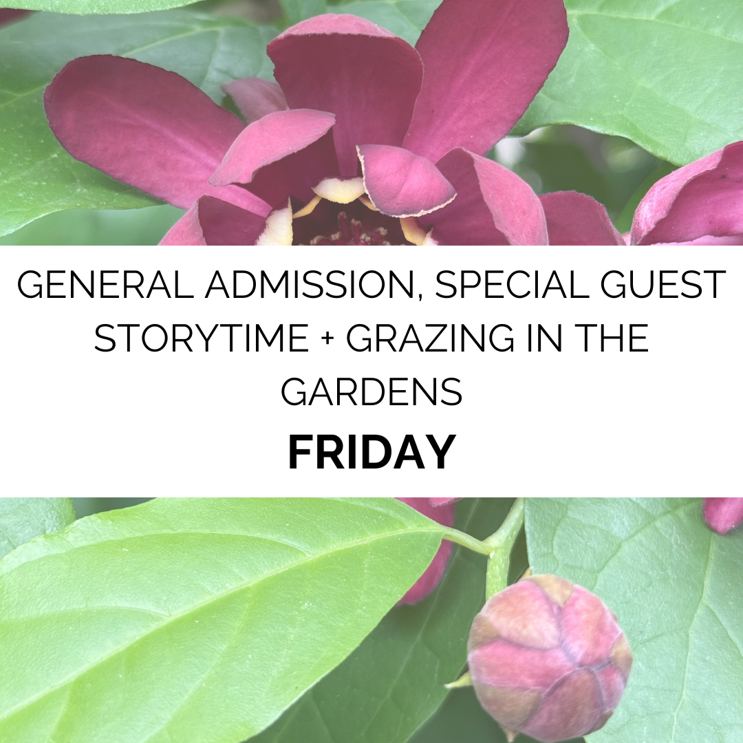 Advanced Admission - Summer