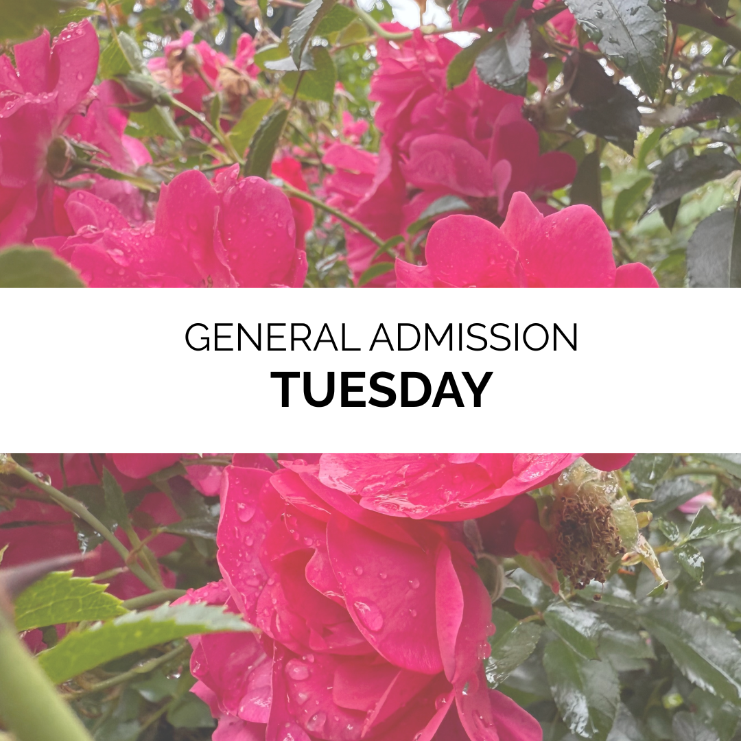 Advanced Admission - Summer