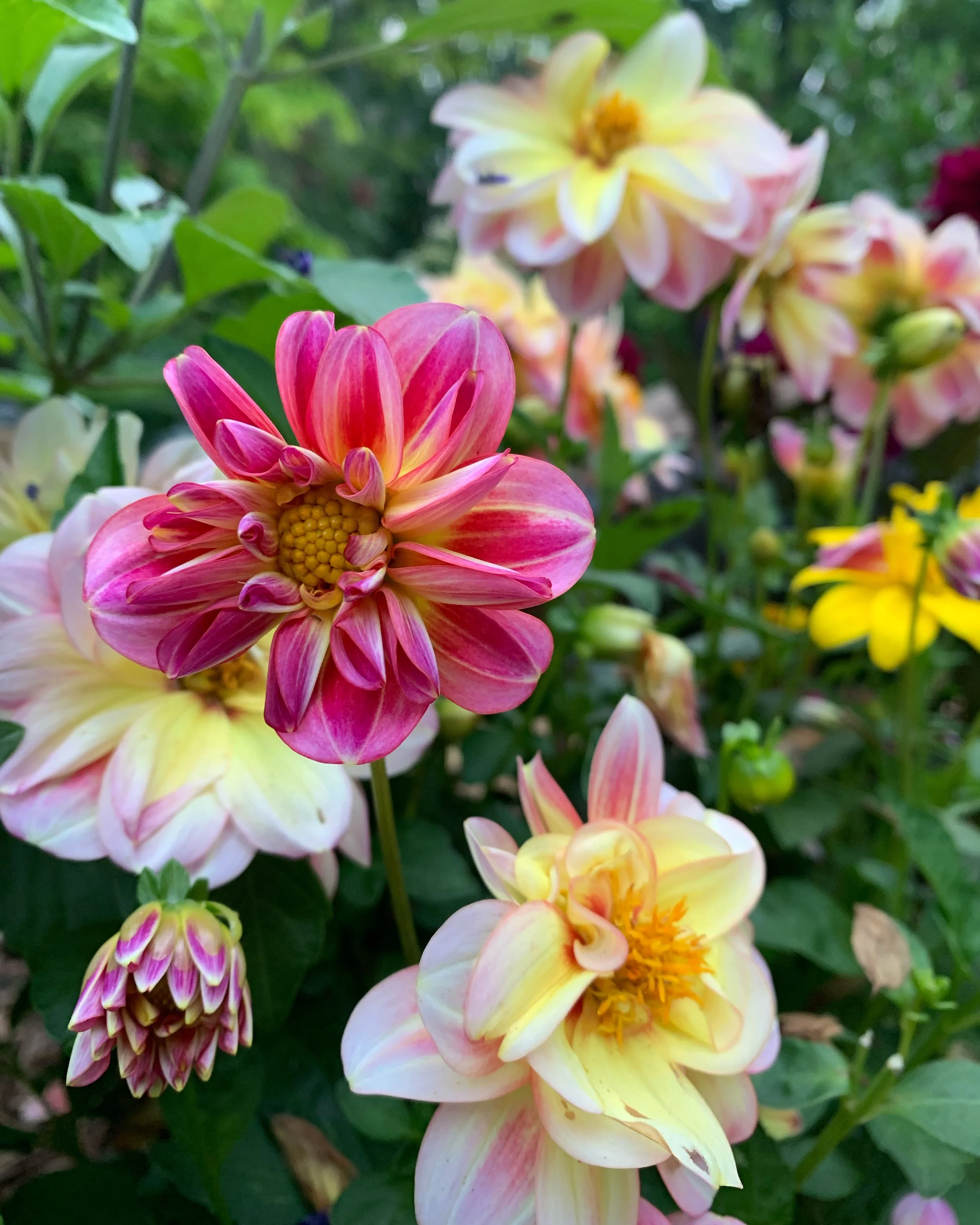 Copy of 4C4A17FE-B0E7-45F9-891C-411FD31A37C7.jpg