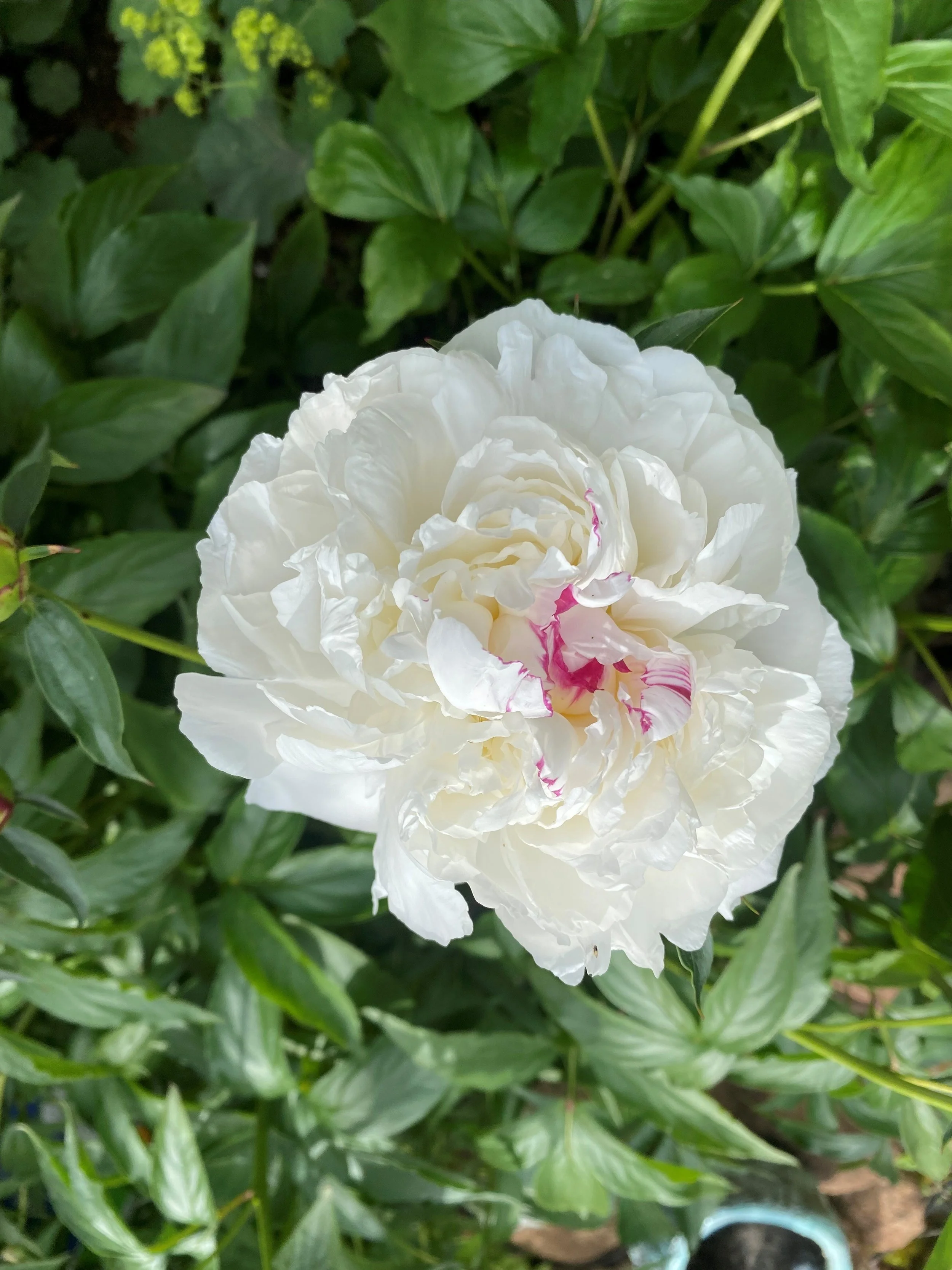 5-21-25 White Peonies.jpg