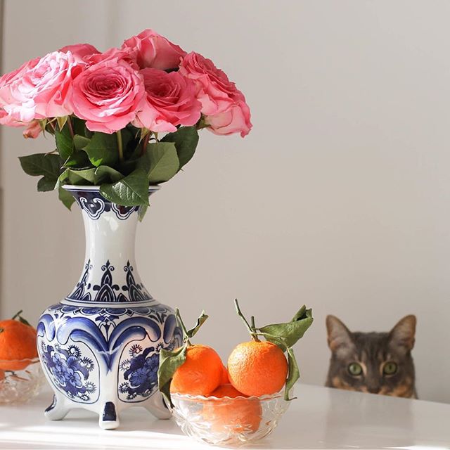 Happy #NationalPetDay! 🌸🐱🍊 #MyMidwestIsShowing
