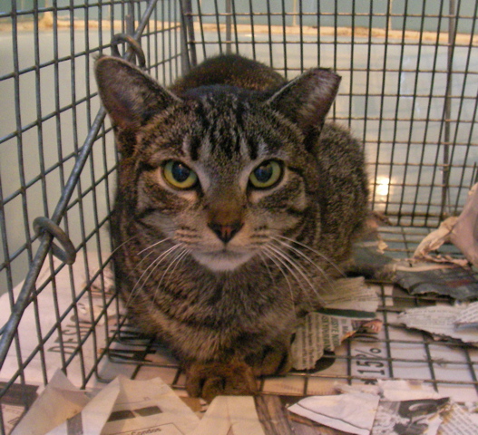 A TNR'd feral sits in a trap prior to release by WaHi Cats volunteers.
