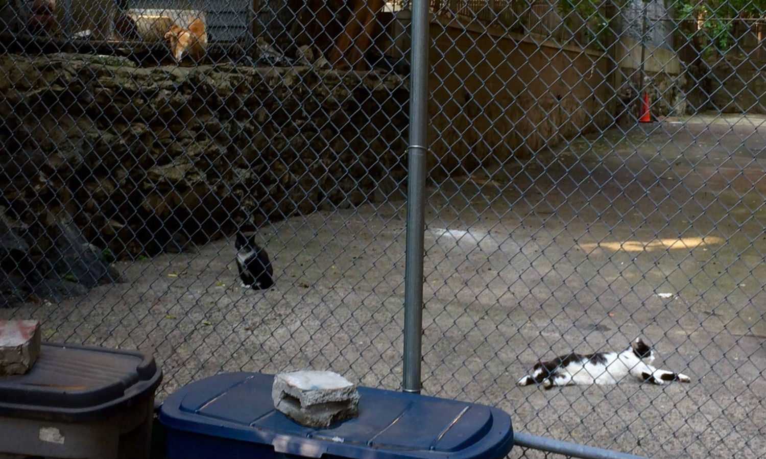 A healthy colony in Washington Heights.