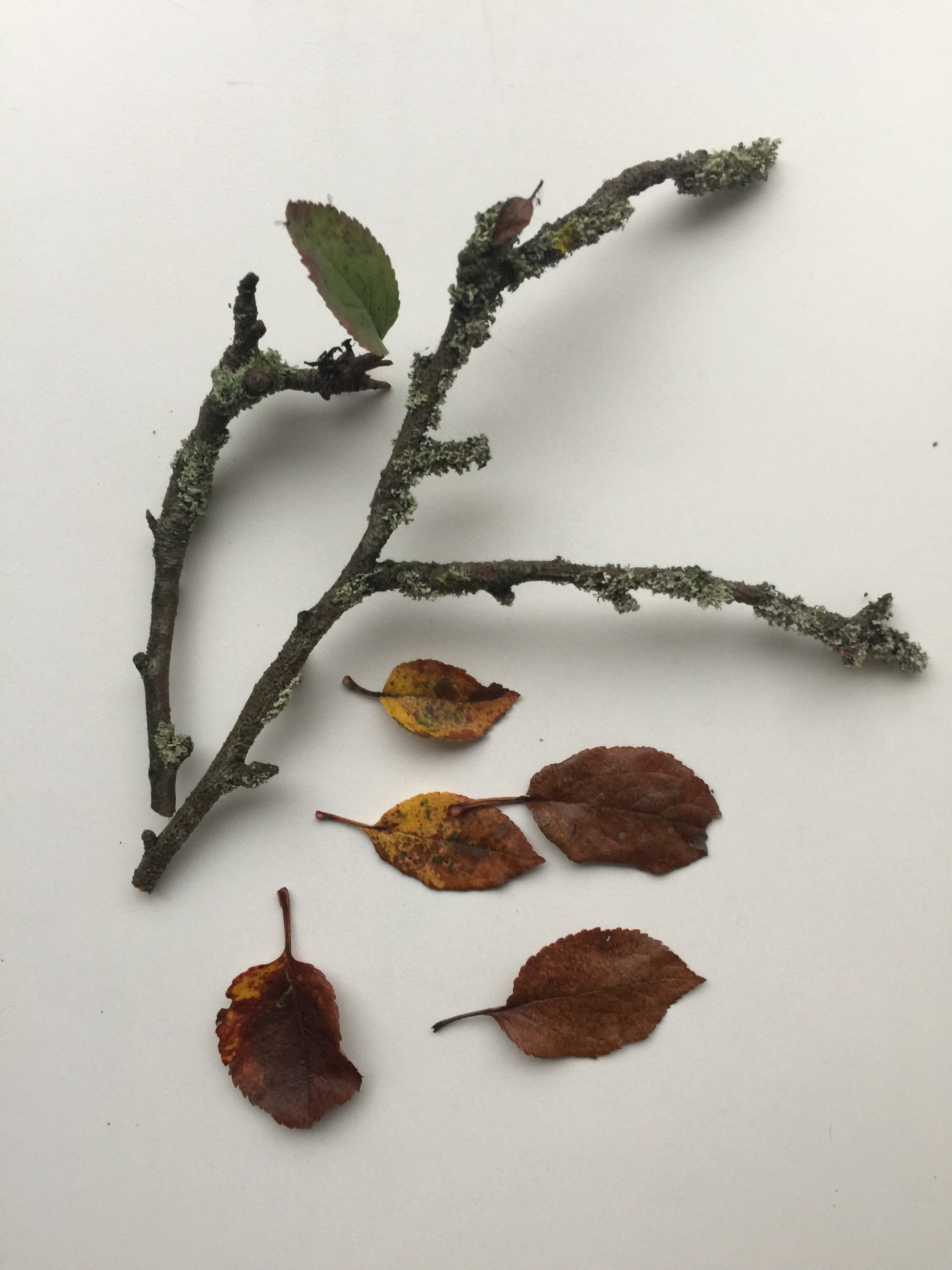 IMG_8135.jpeg (Copy)