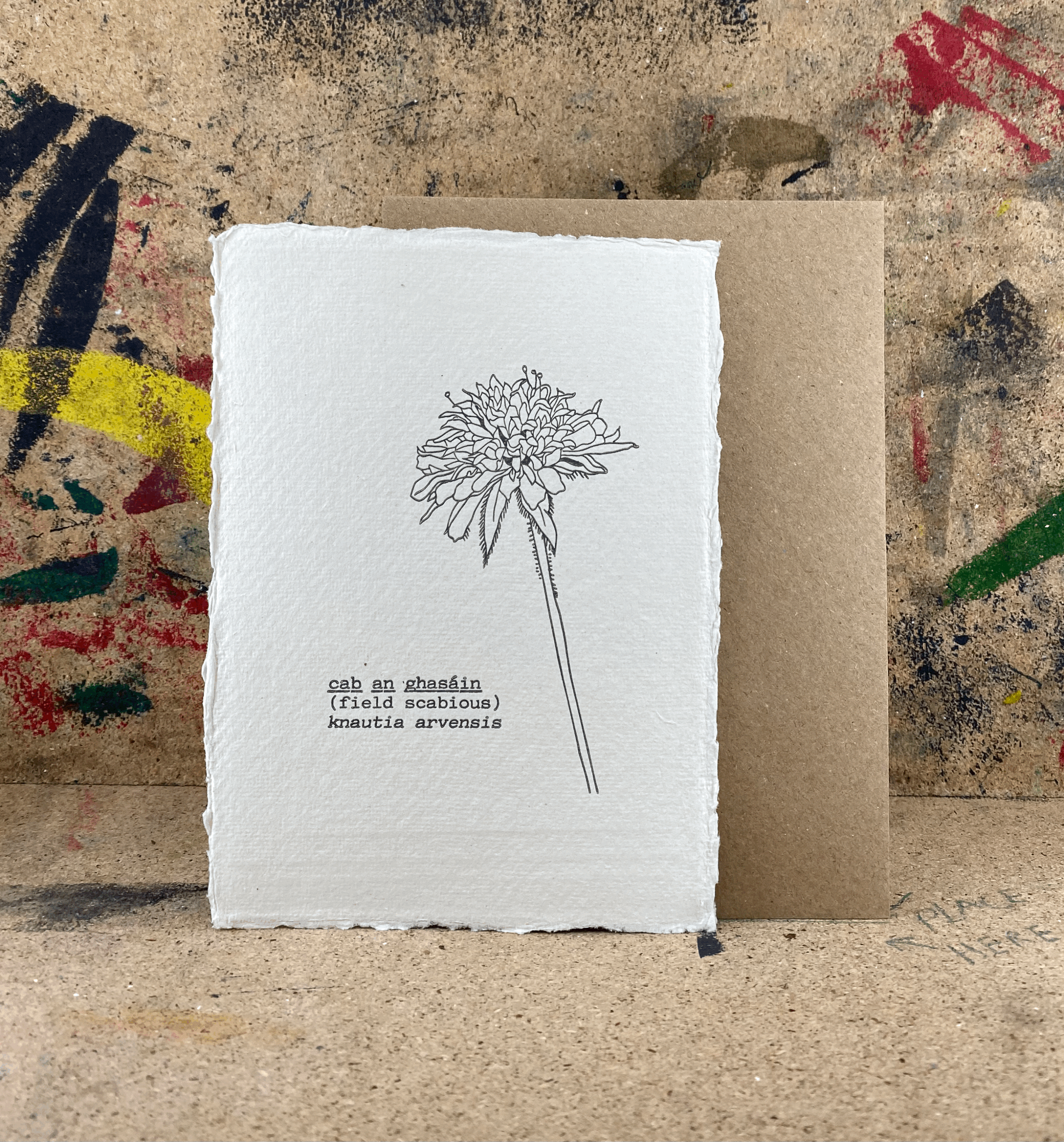 Field Scabious / Letterpress