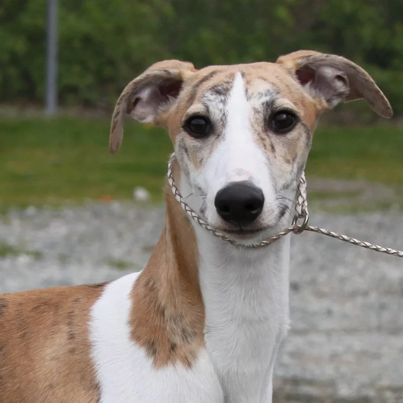 labrador x kelpie puppies for sale