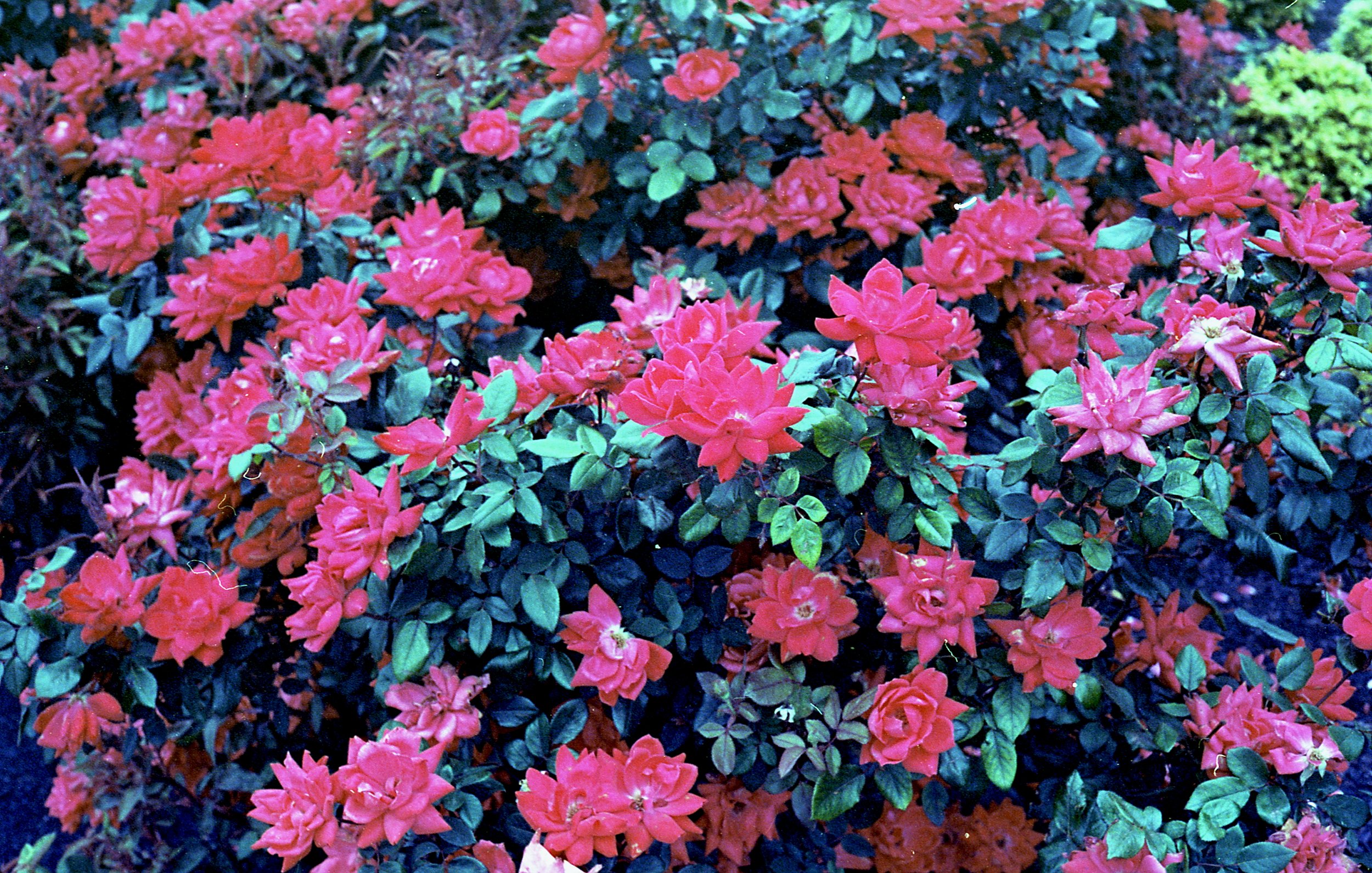 img088.jpg