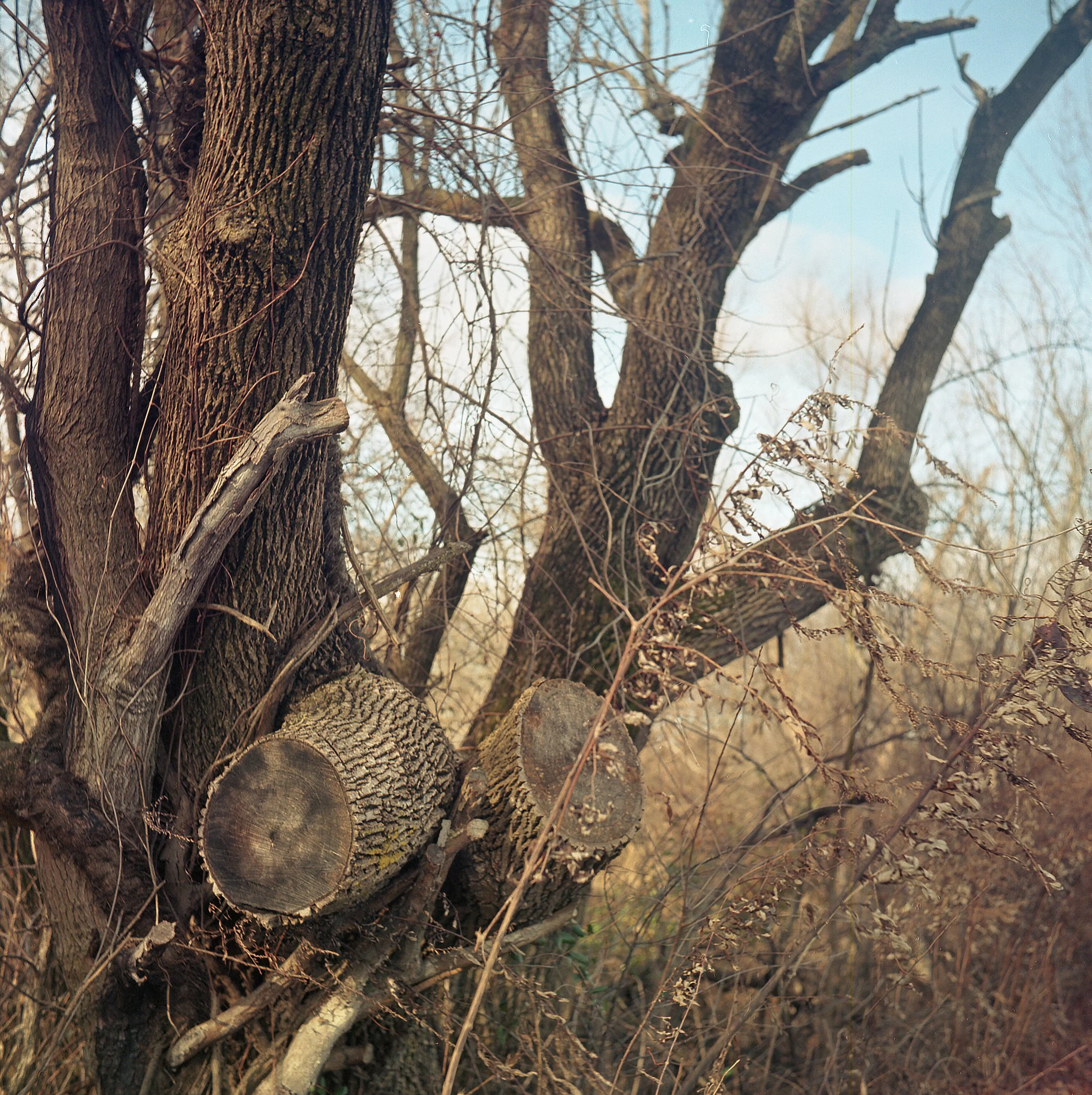 Rolleicord_Portra400_264.jpg