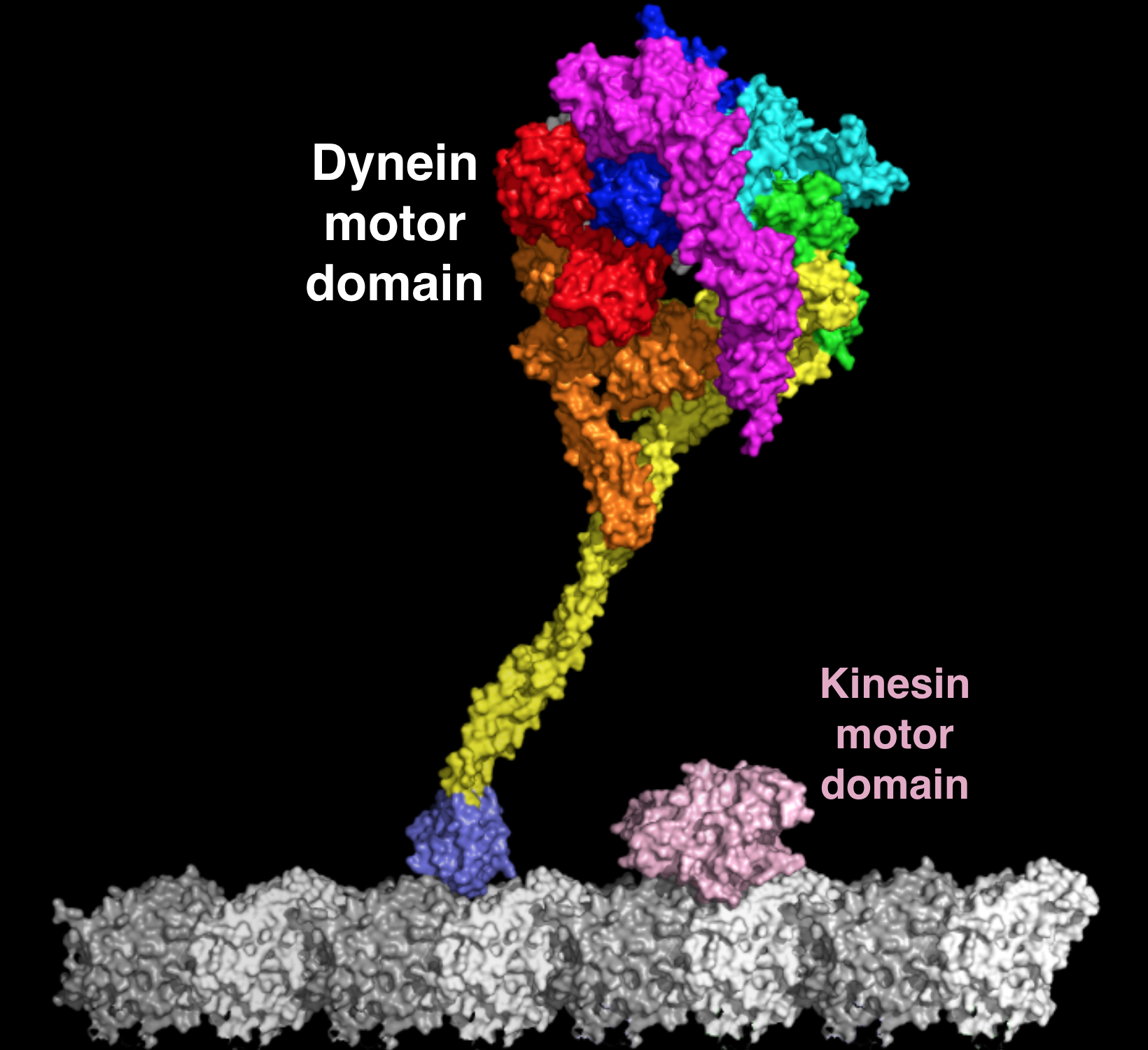 The dynein motor domain is a large and complicated beast