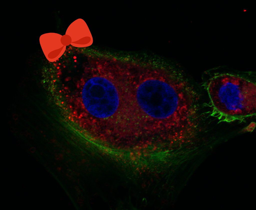 Smile Vero cell : )