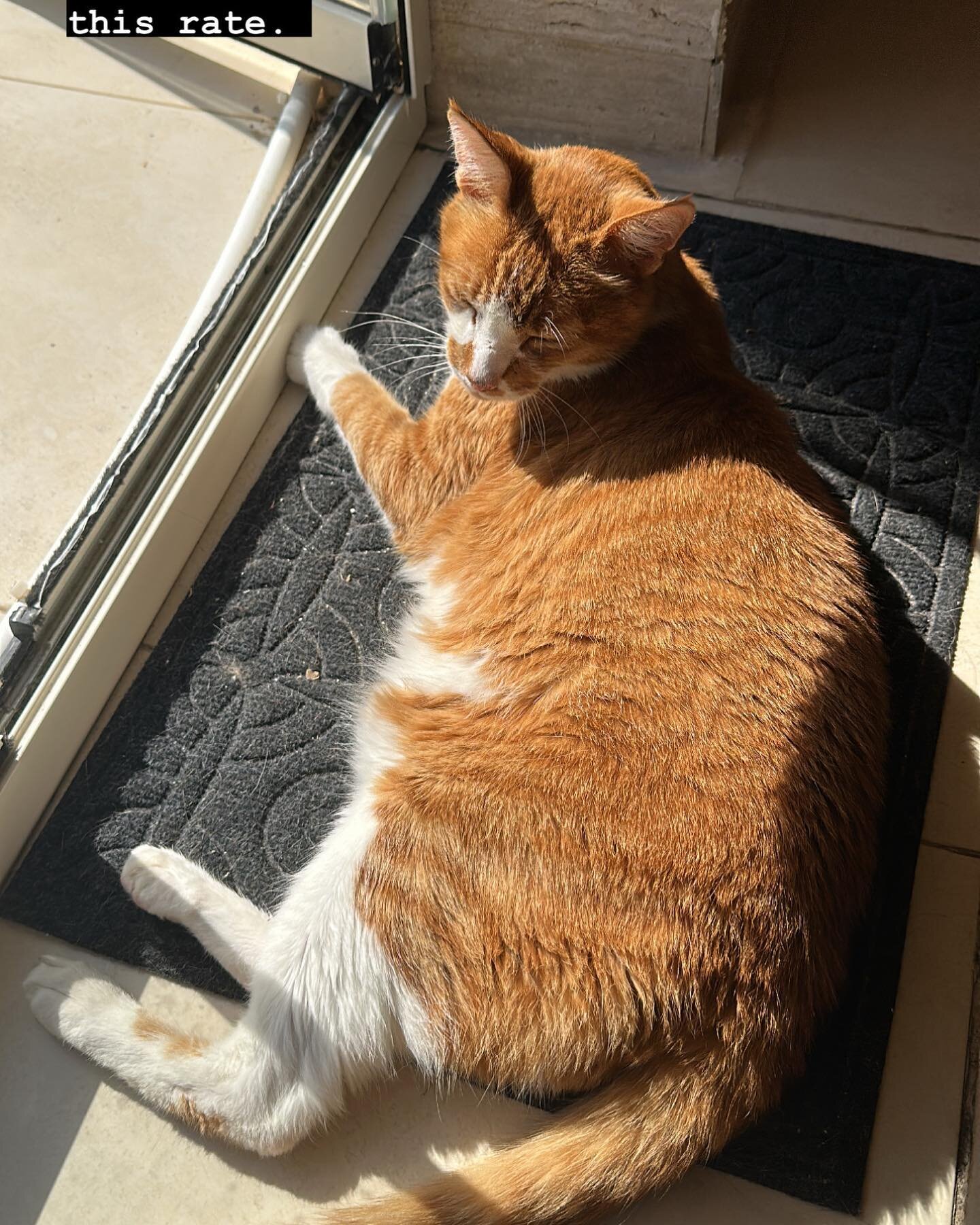 When you finally realize that sleeping in the sun is not the best of plans. #catsofinstagram #gingercat