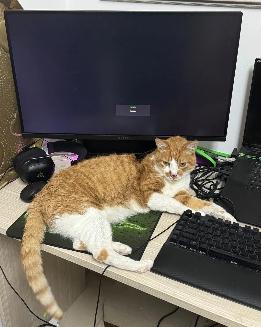 Goodbye Ember, my sweet Doomkitteh, prince among cats. 15 years with you wasn&rsquo;t enough. You were the best companion I could have ever asked for.You are now free of your pain. Go hunt all the tasty critters among the stars.