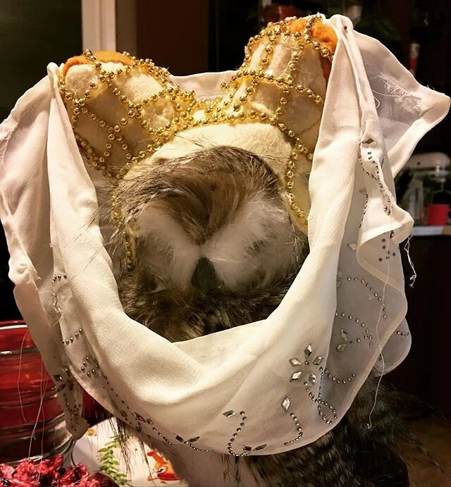 Happy new year (and look at the silly hat I made for our house Blodeuwedd)!