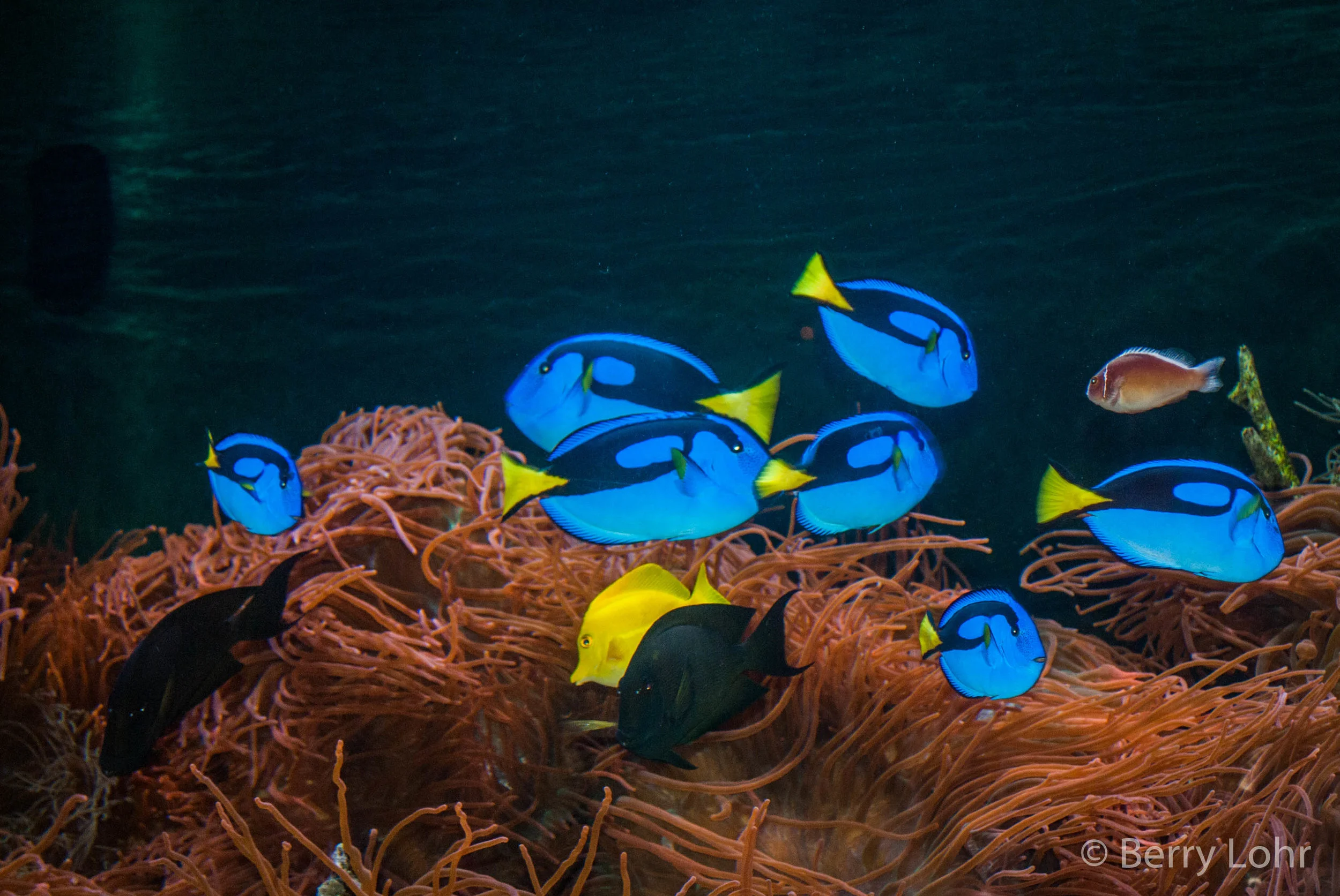 Aquatic Animals