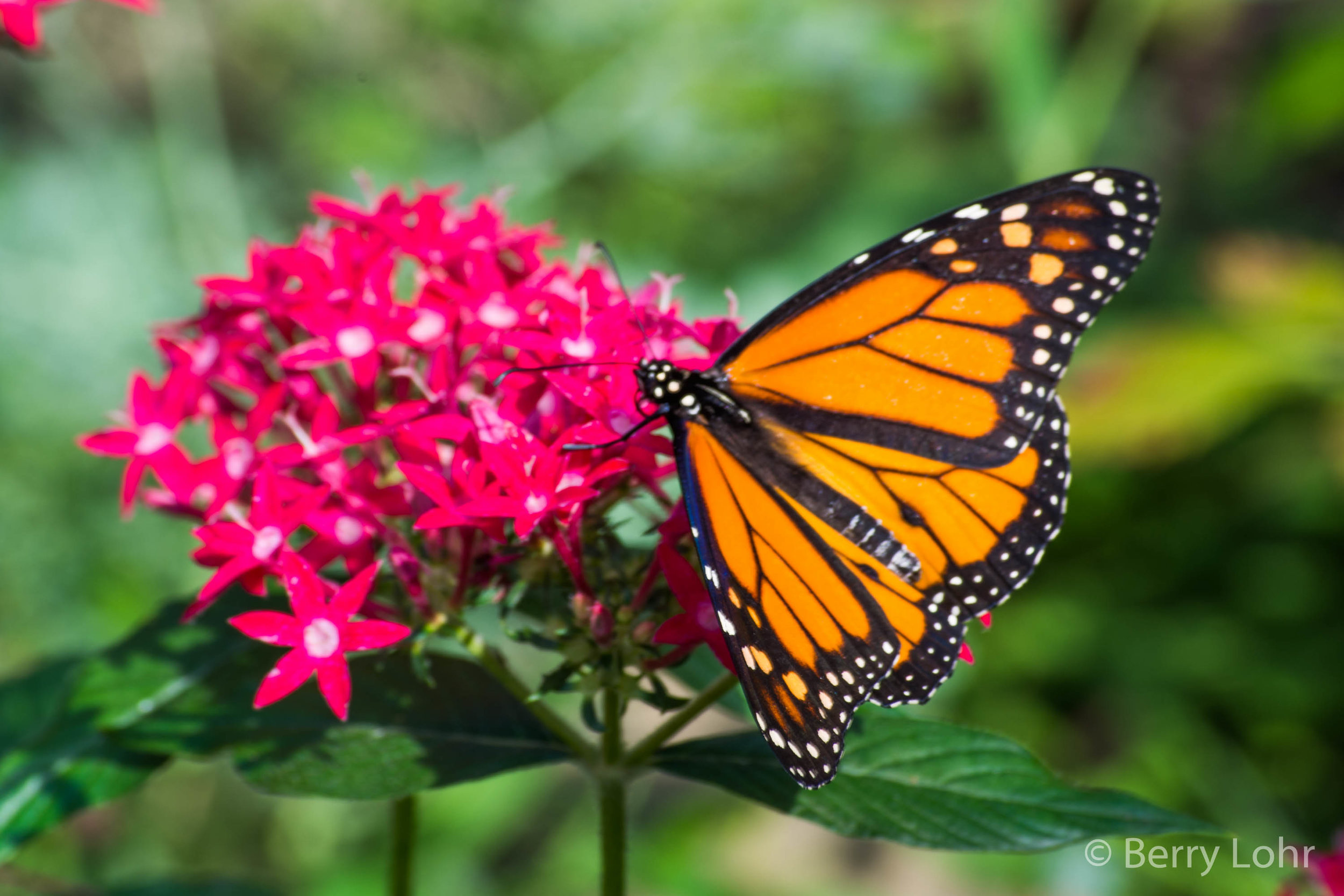 Butterflies