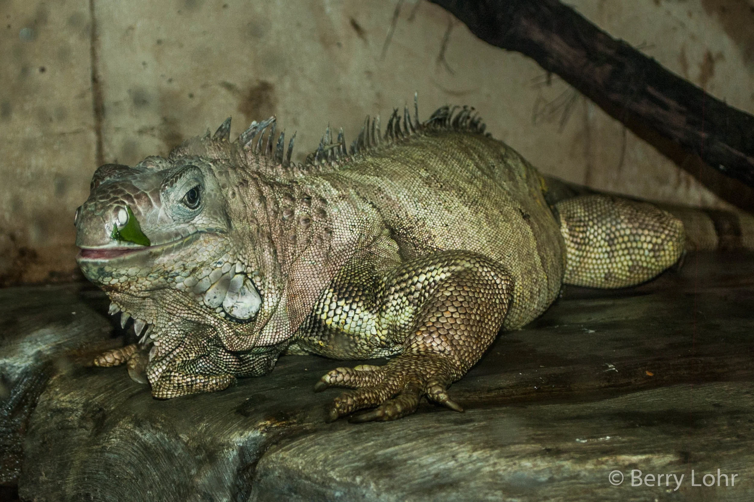 Reptiles