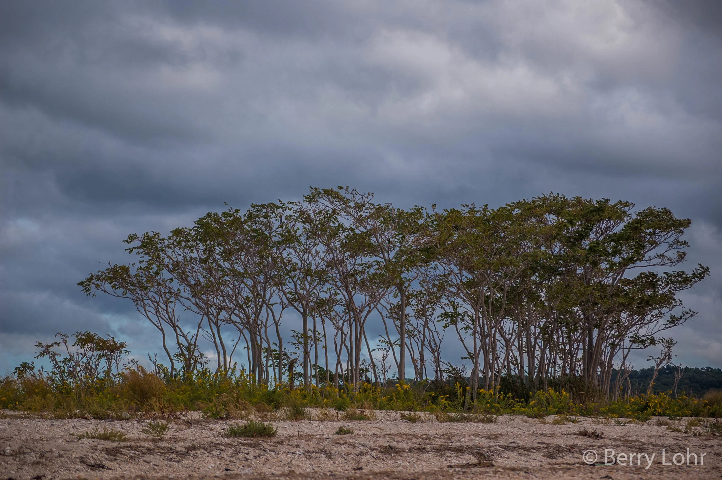 Landscape 14