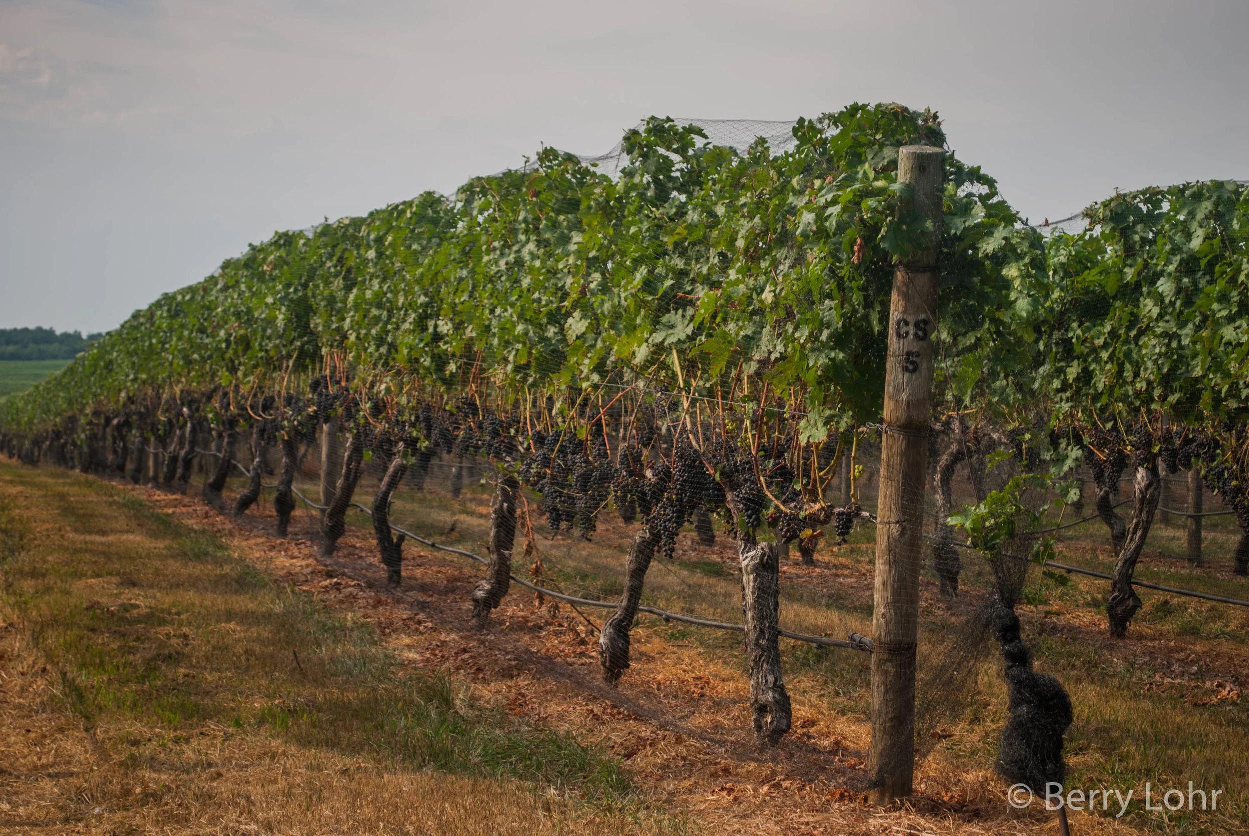 Vineyard 1