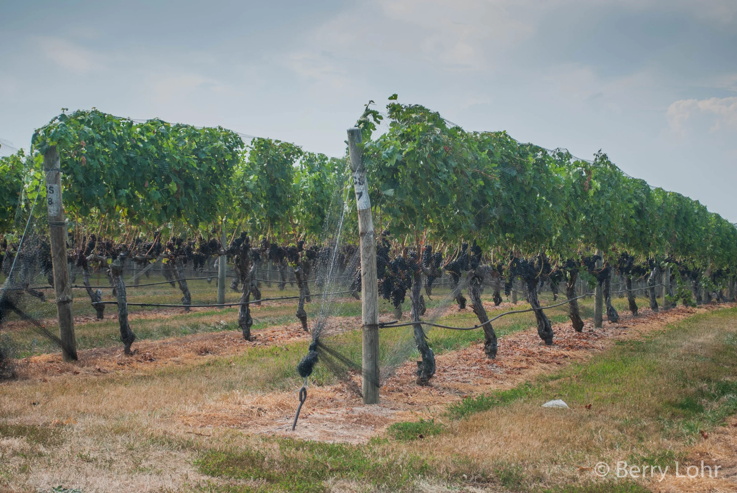 Vineyard 2