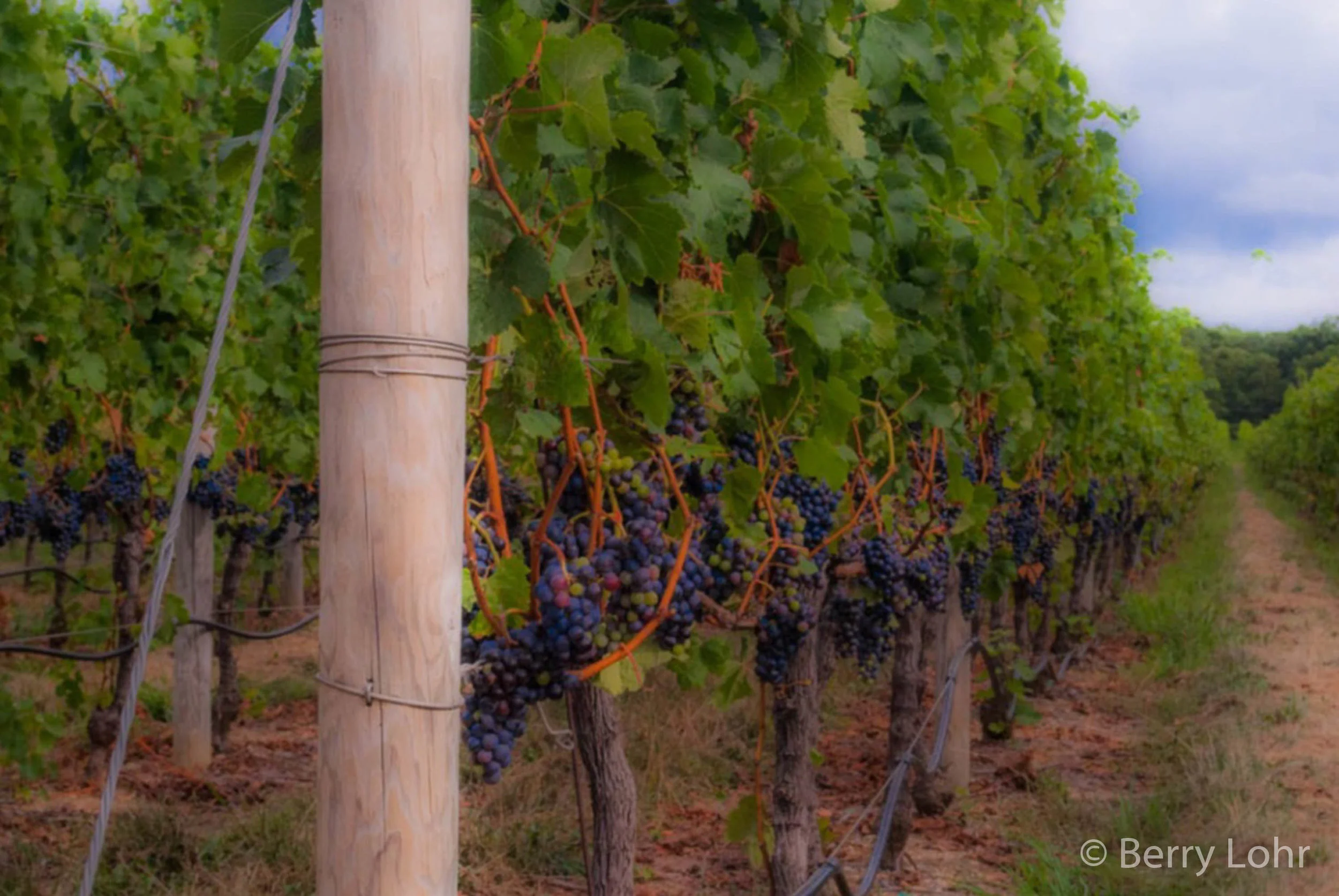 Vineyard 3