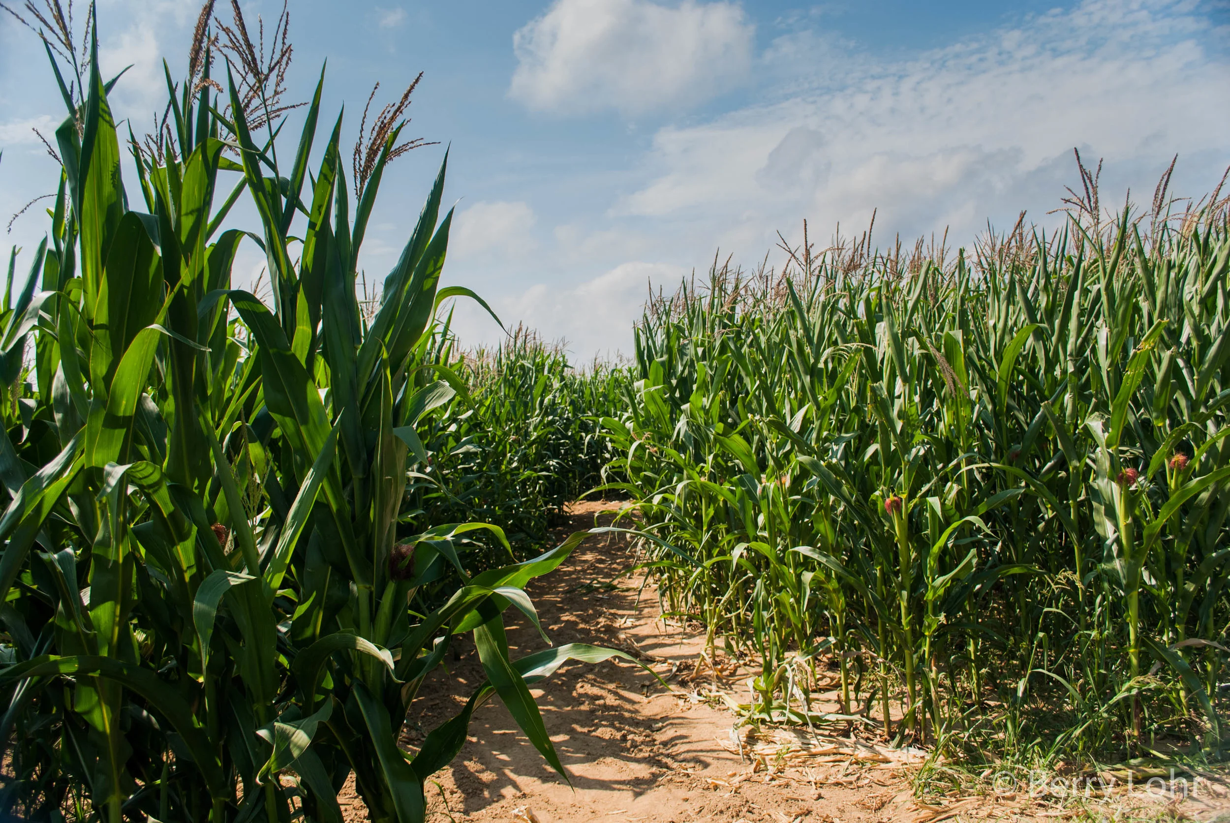 Farmland 3