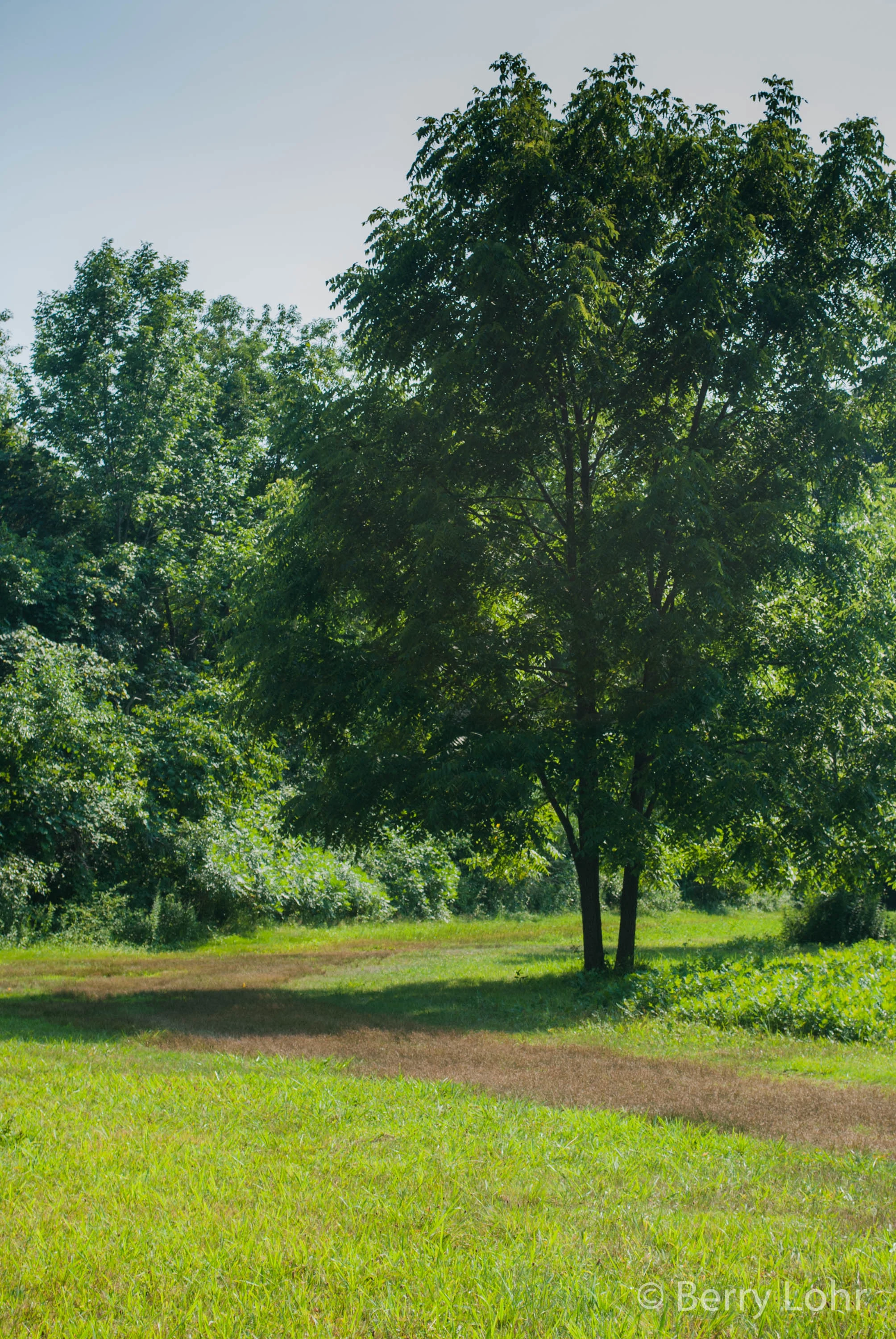 Sweetbriar Nature Center 8