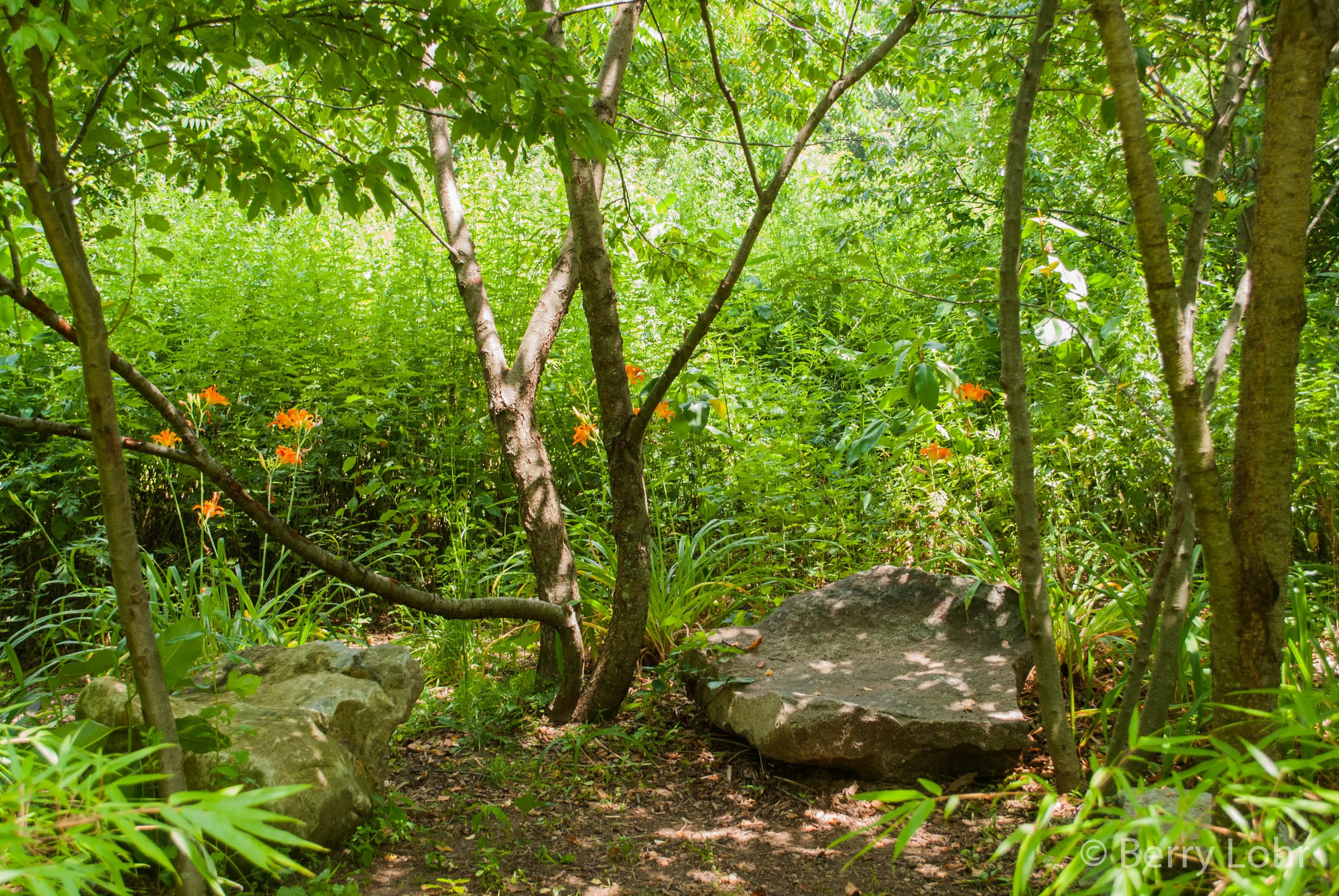 Sweetbriar Nature Center 2