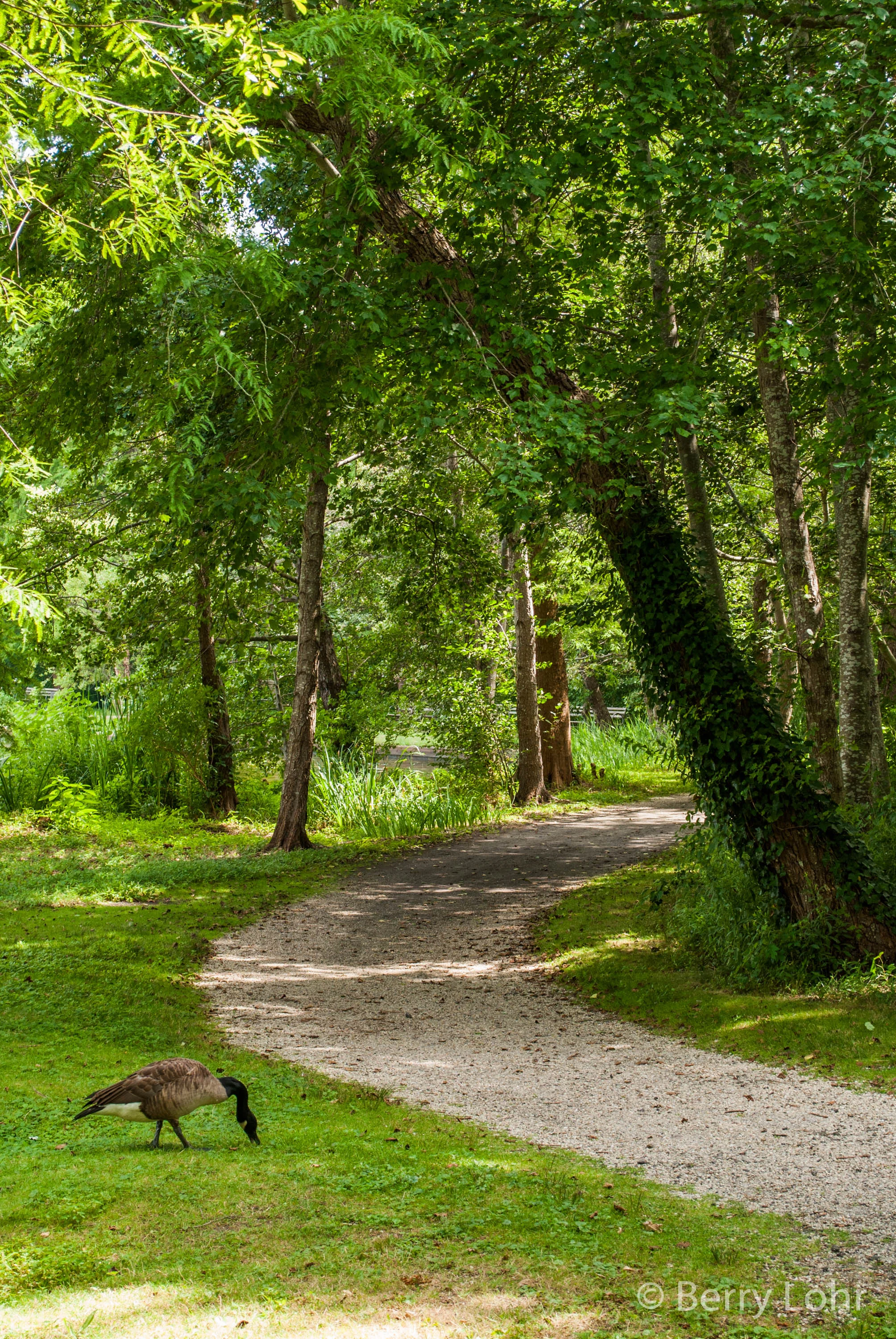 Bayard Cutting Arboretum 2