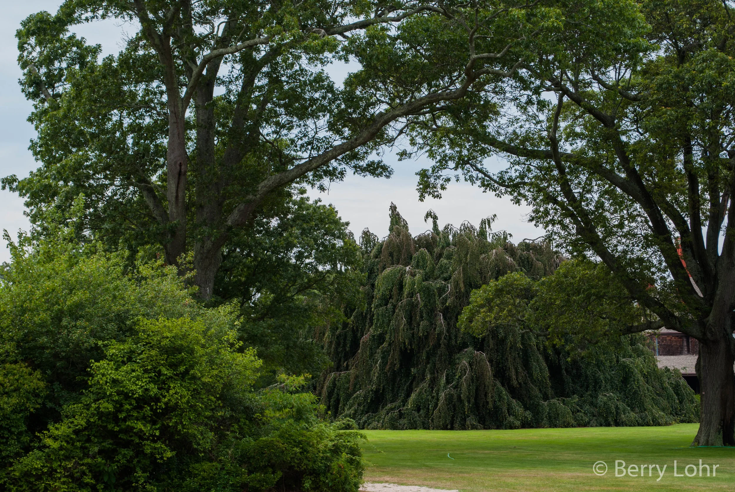 Bayard Cutting Arboretum 8