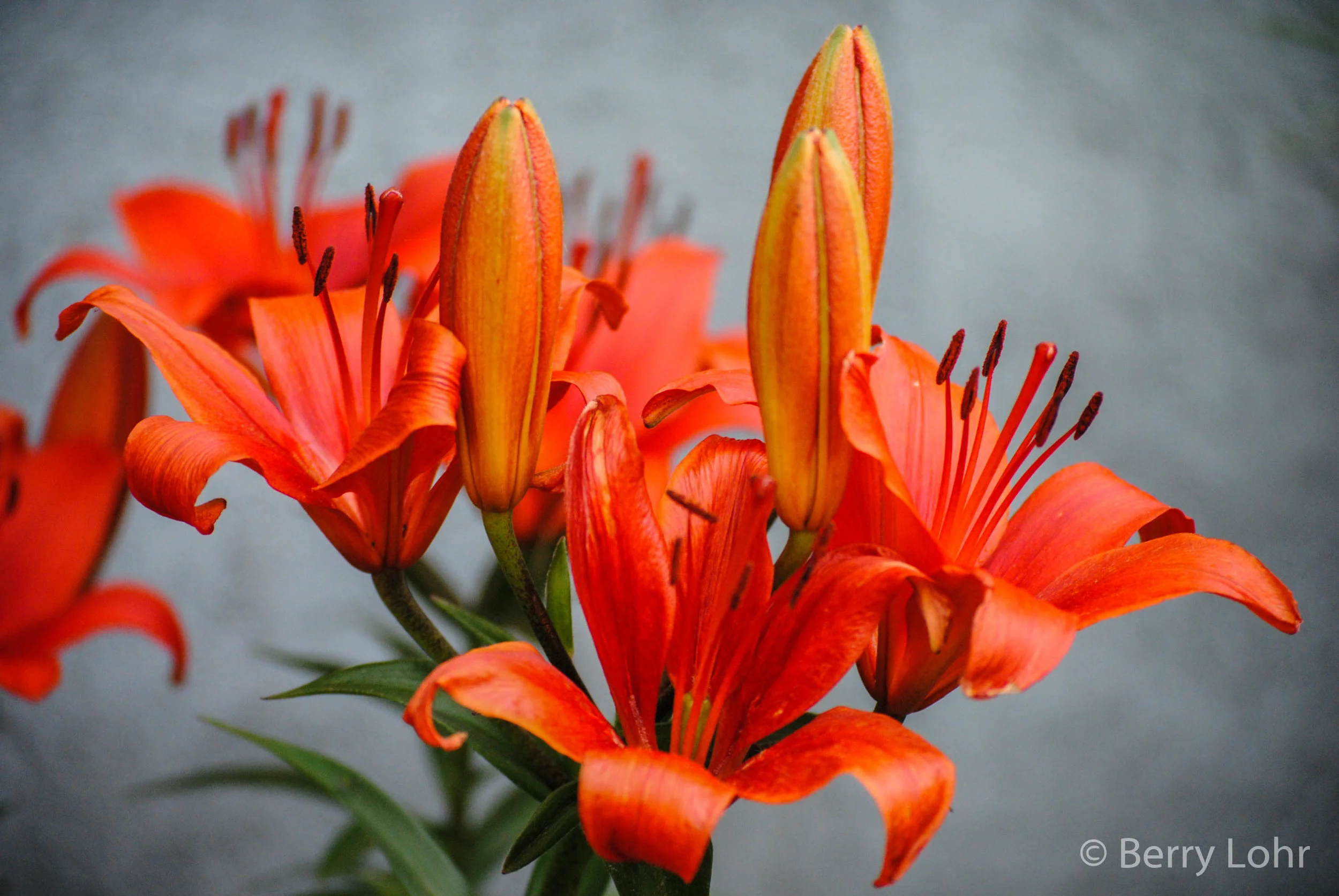 Flower 2