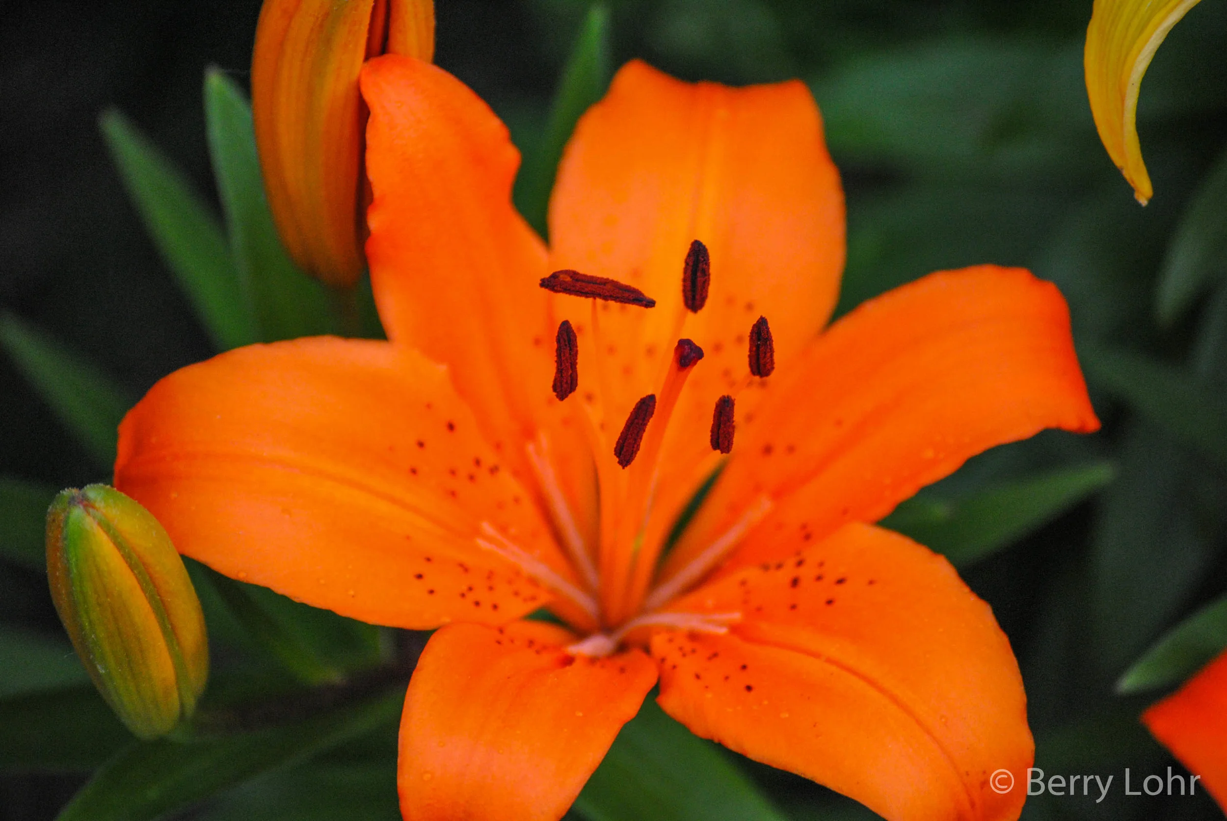 Flower 3