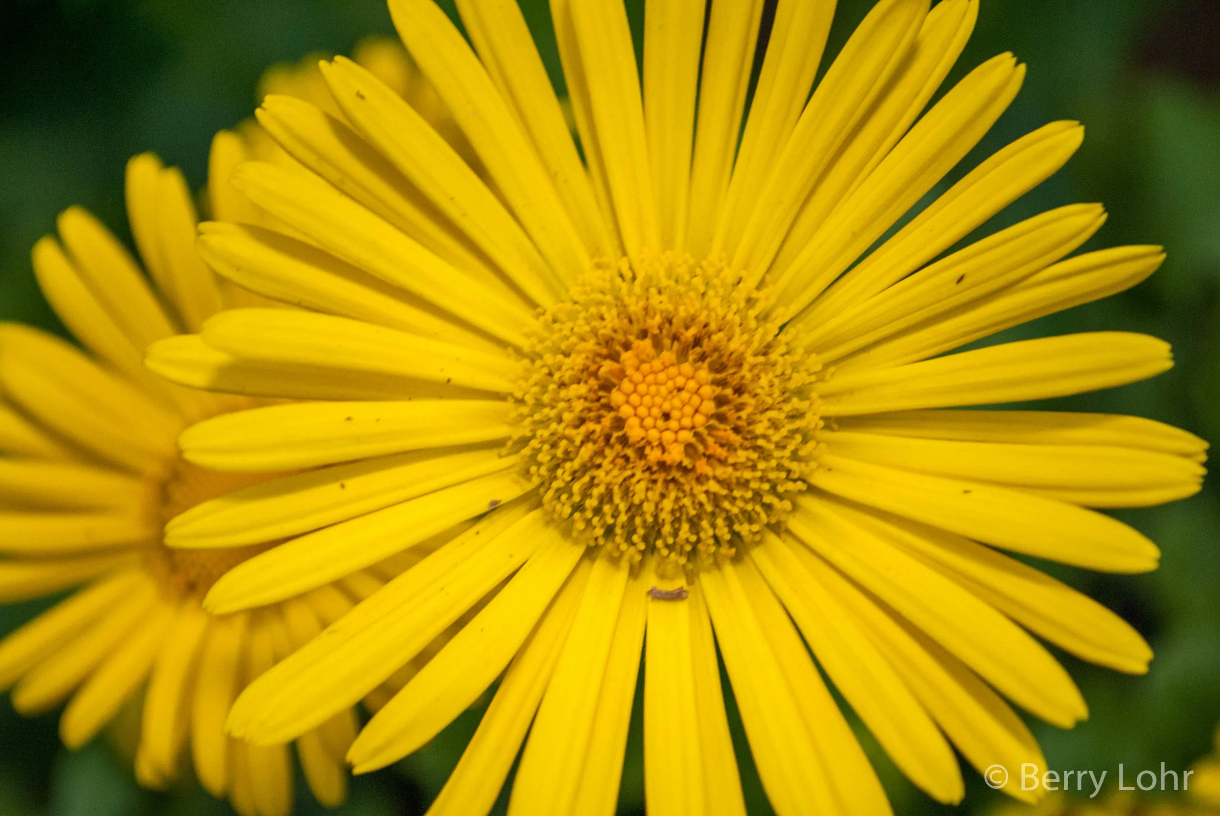 Flower 10
