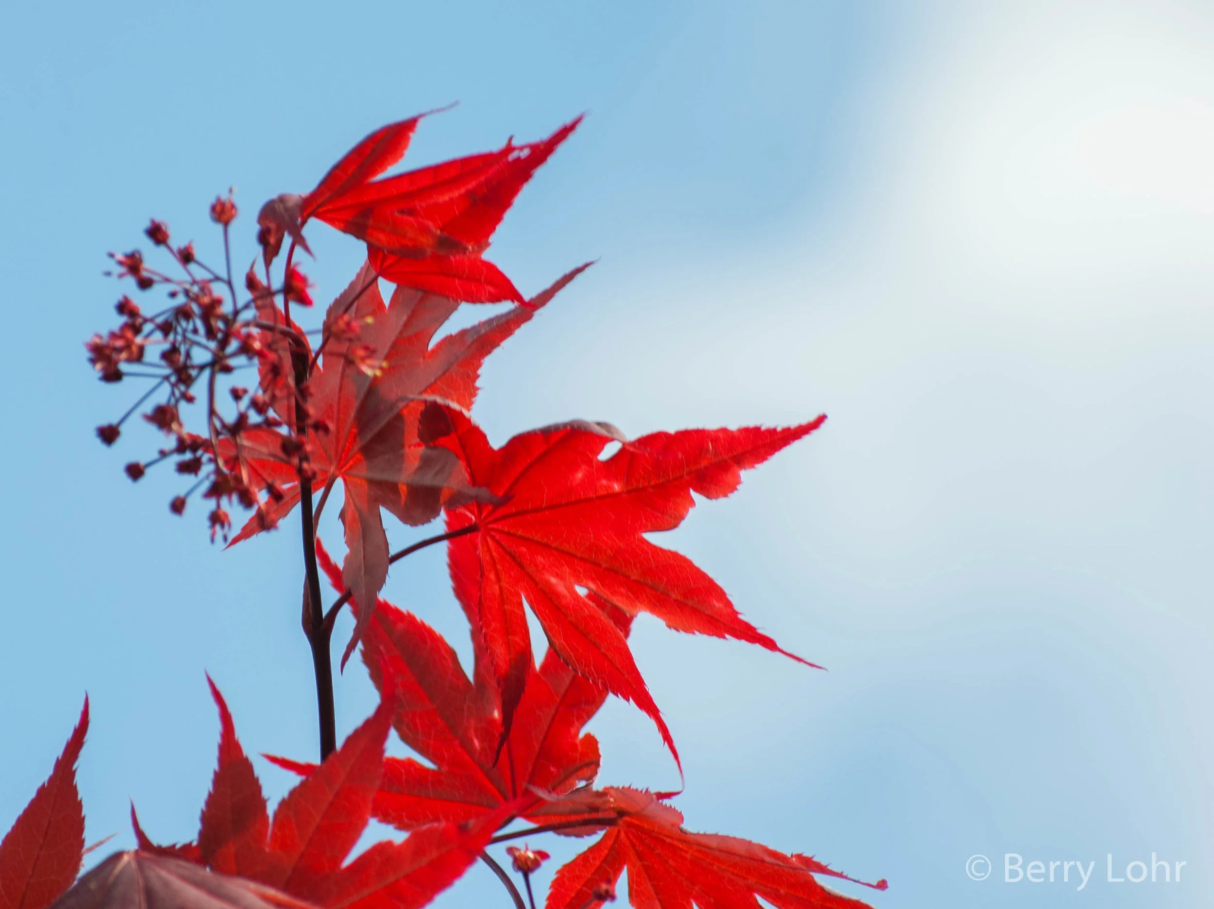 Leaves 