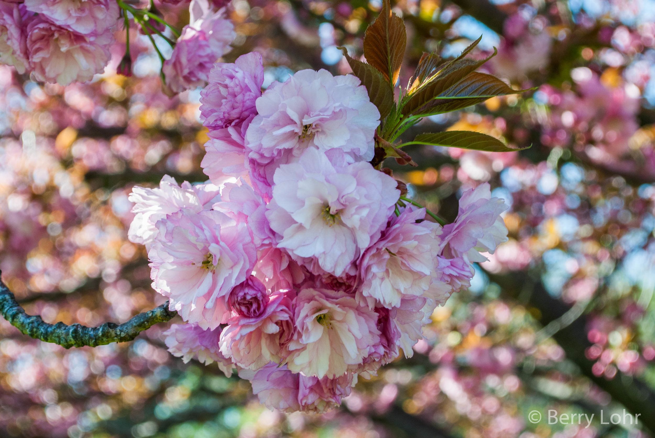 Flower 12
