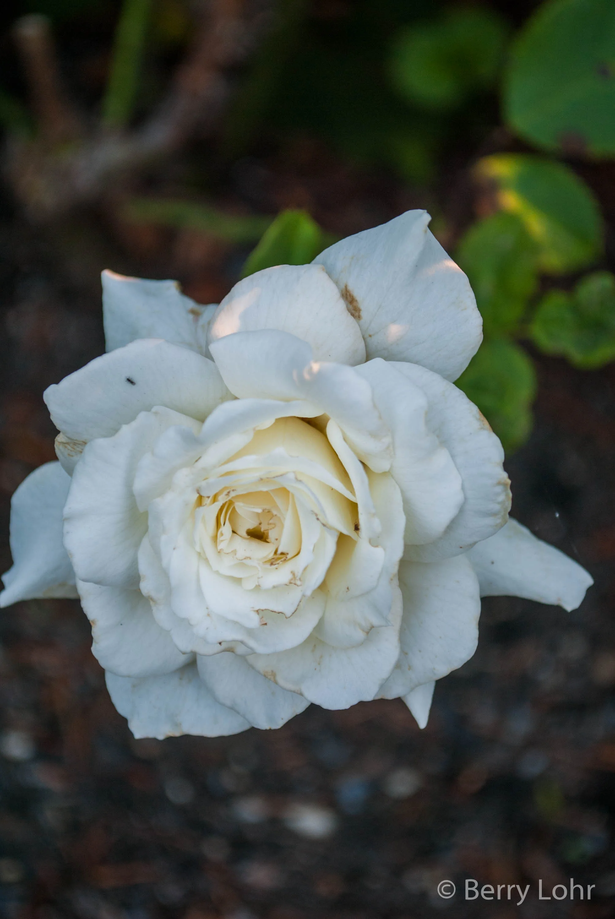 Flower 13
