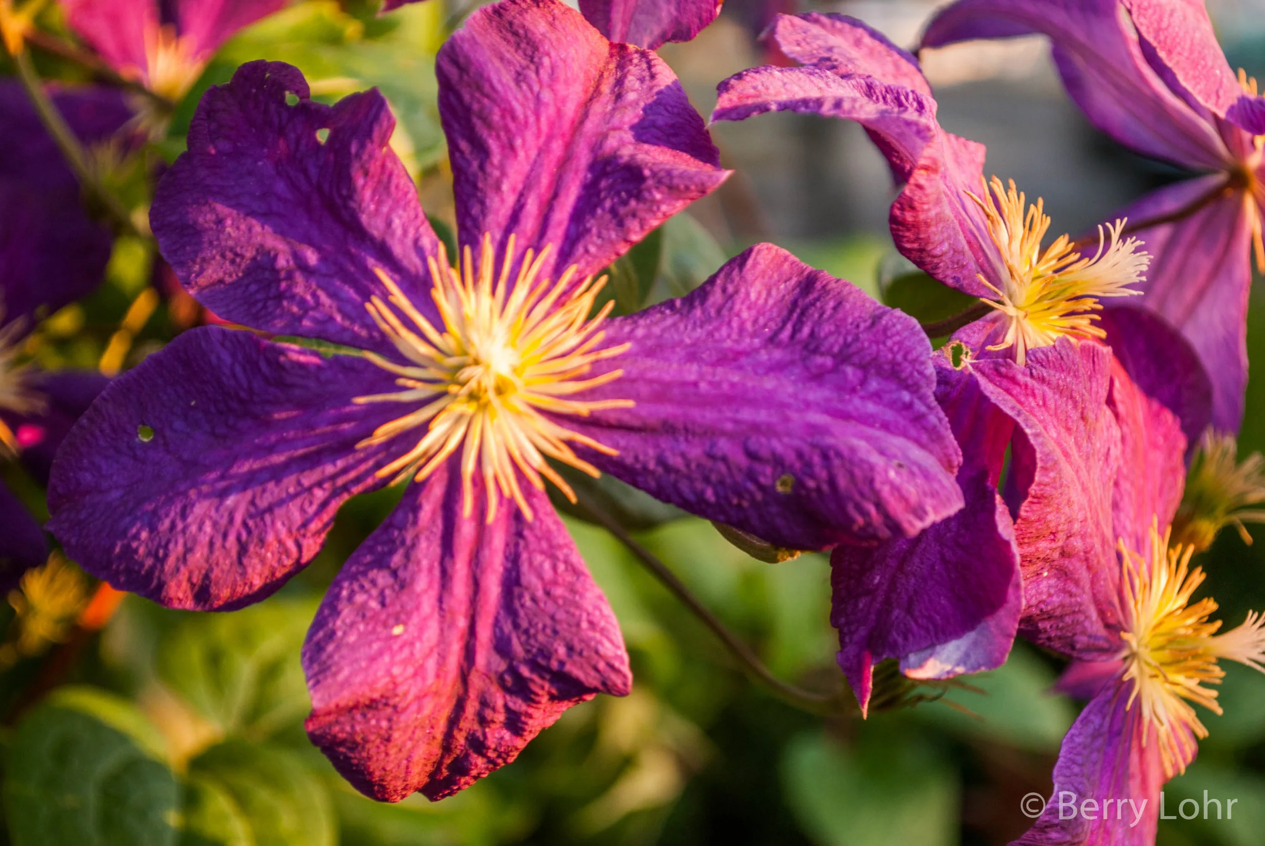 Flower 14
