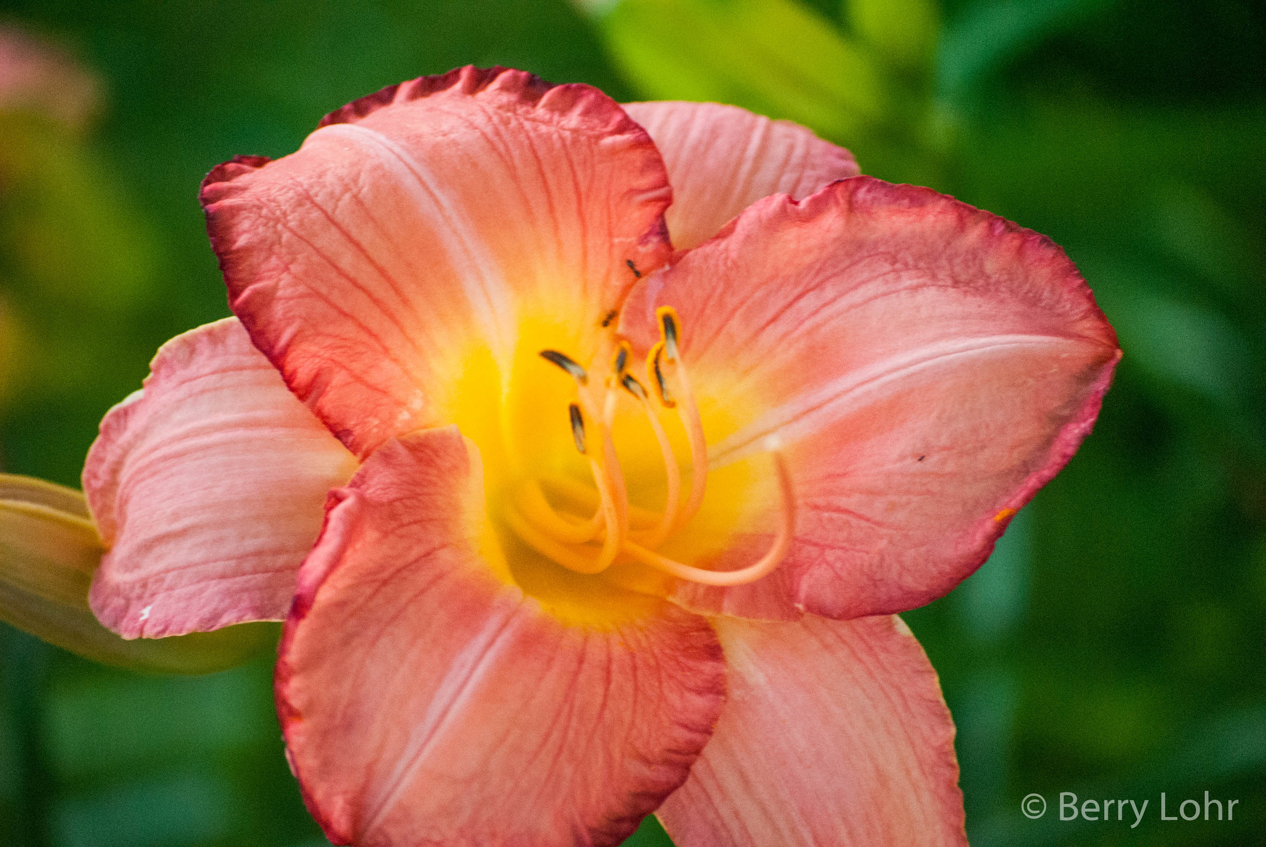 Flower 16
