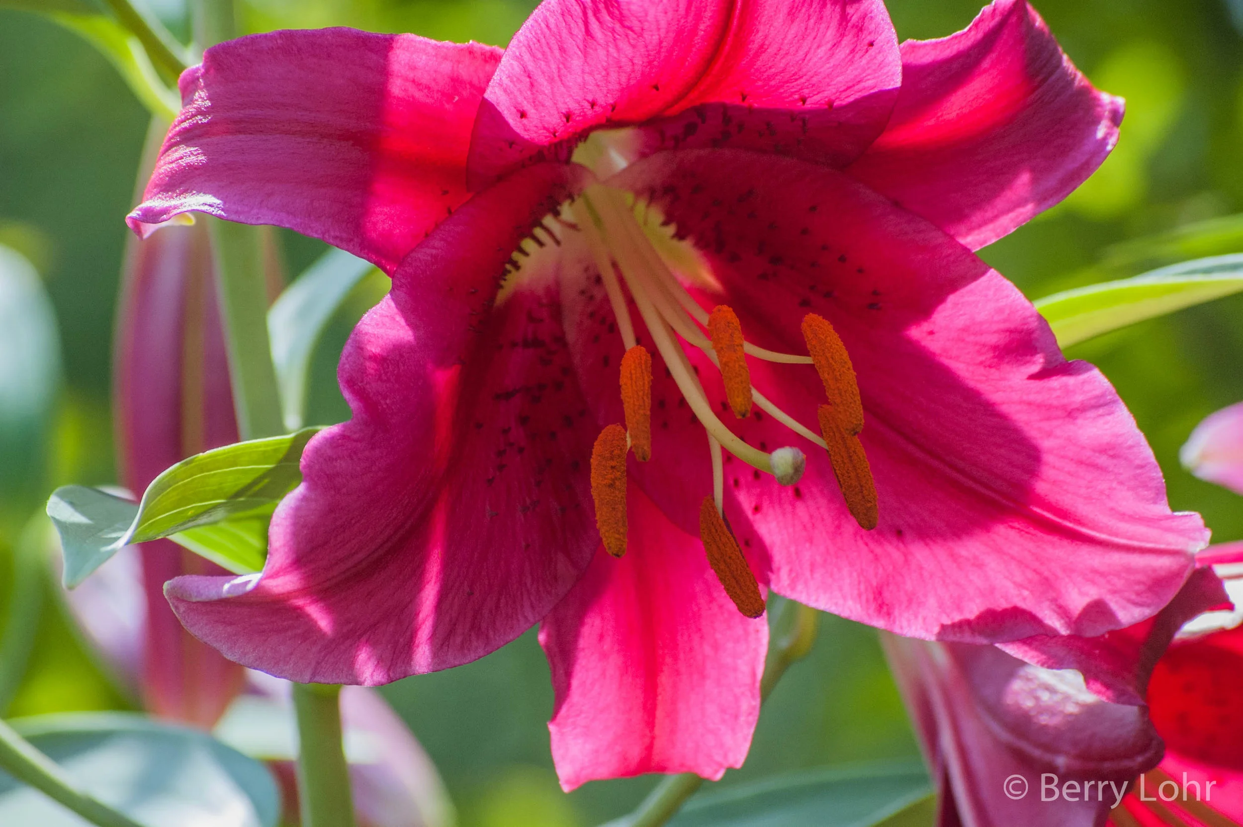 Flower 19