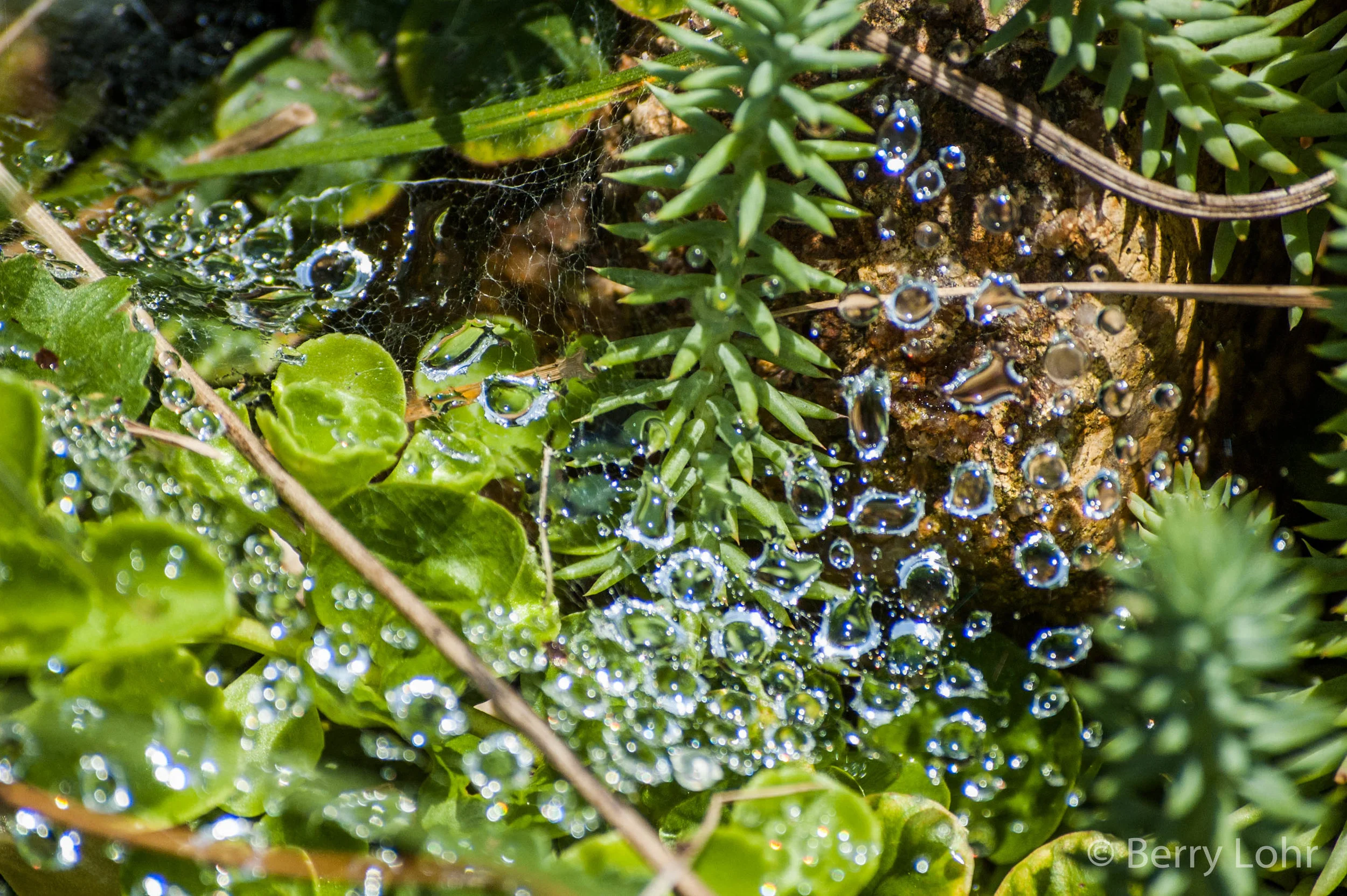 Water drops on web