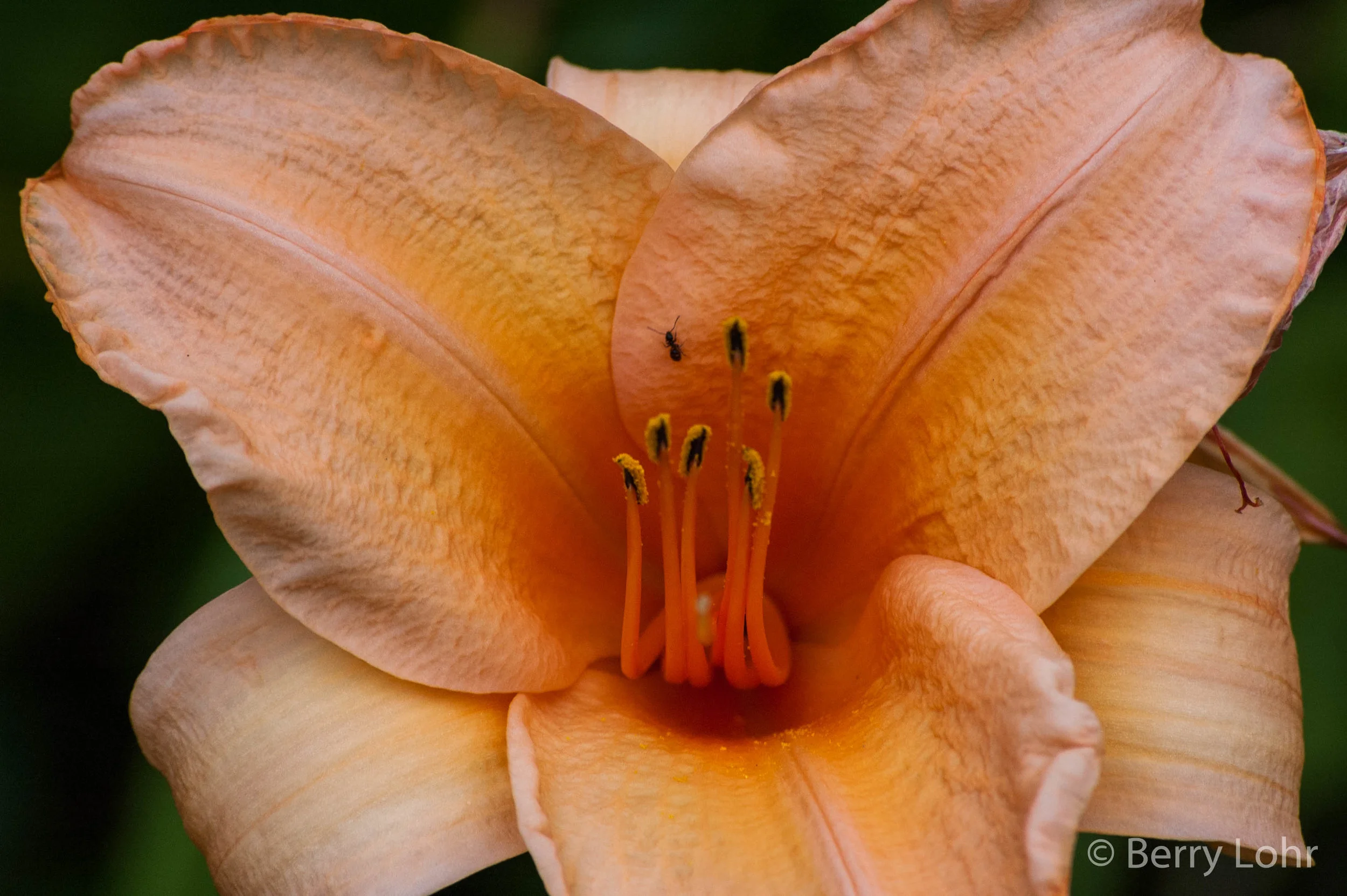 Flower 20