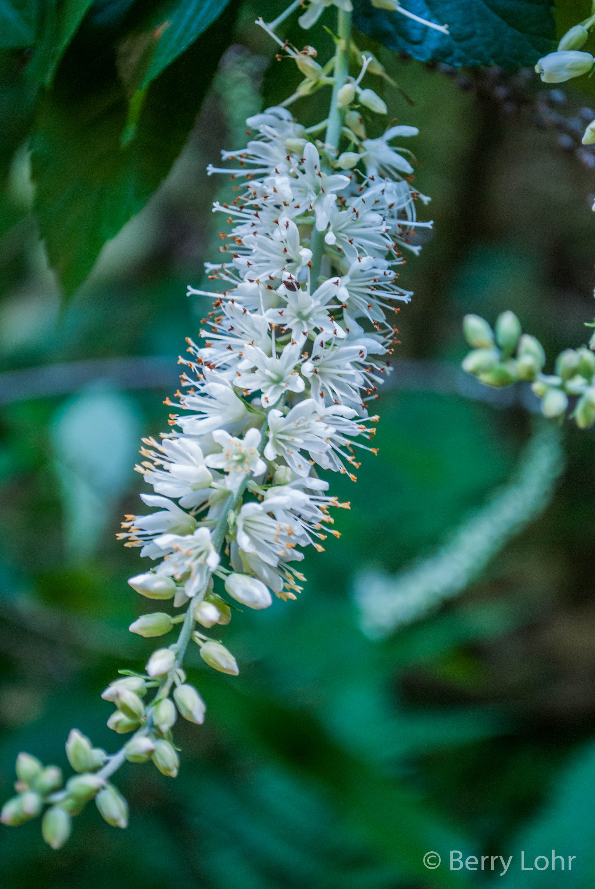 Flower 24