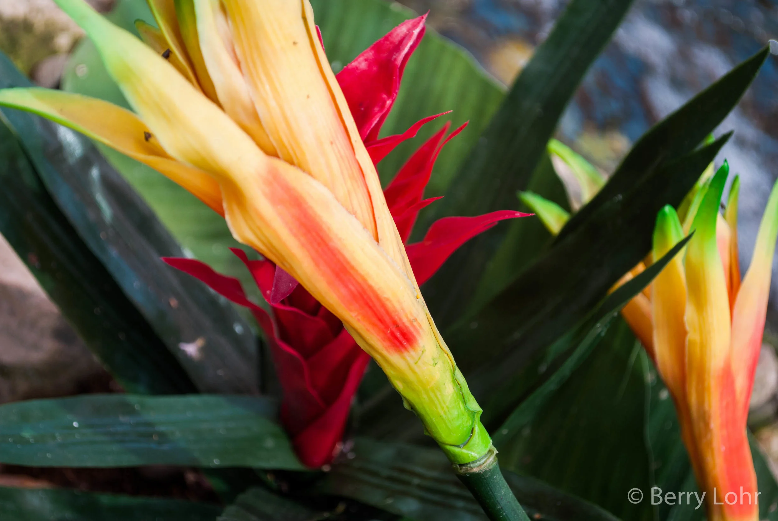 Flower 25