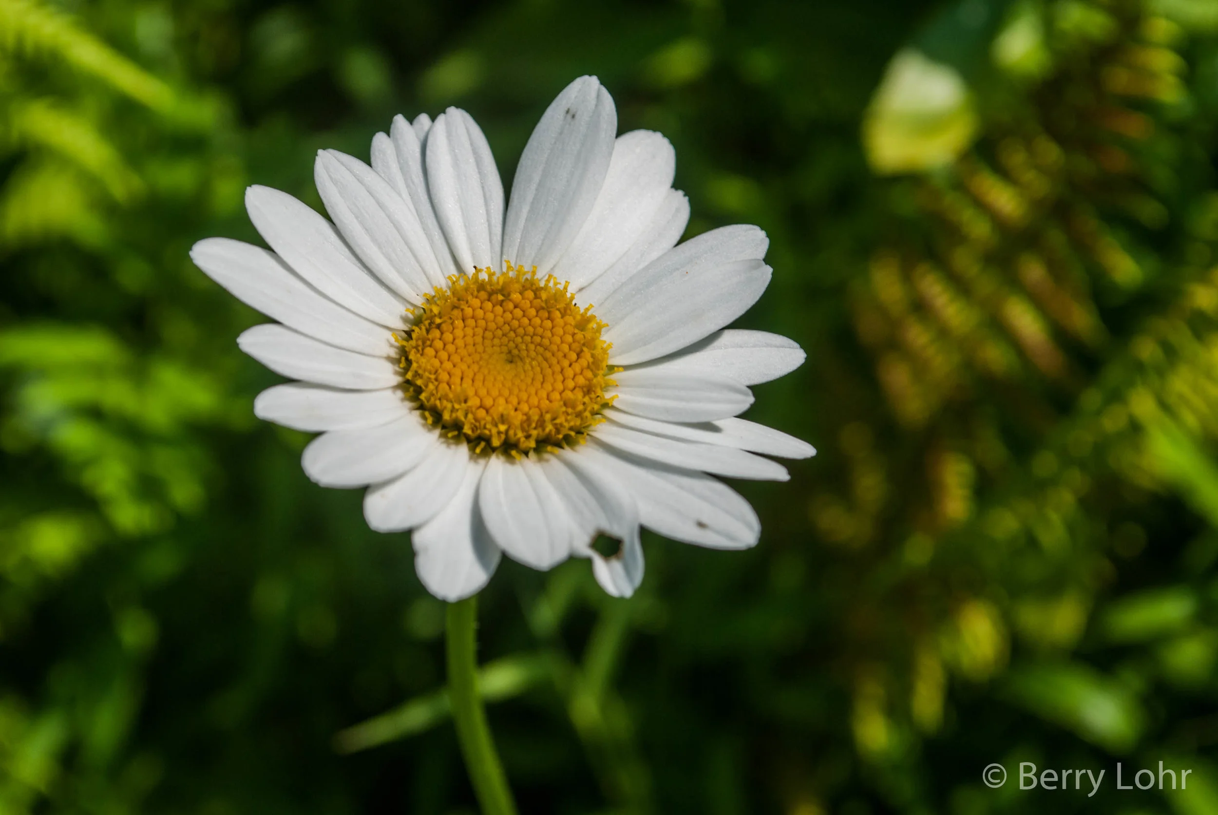 Flower 32