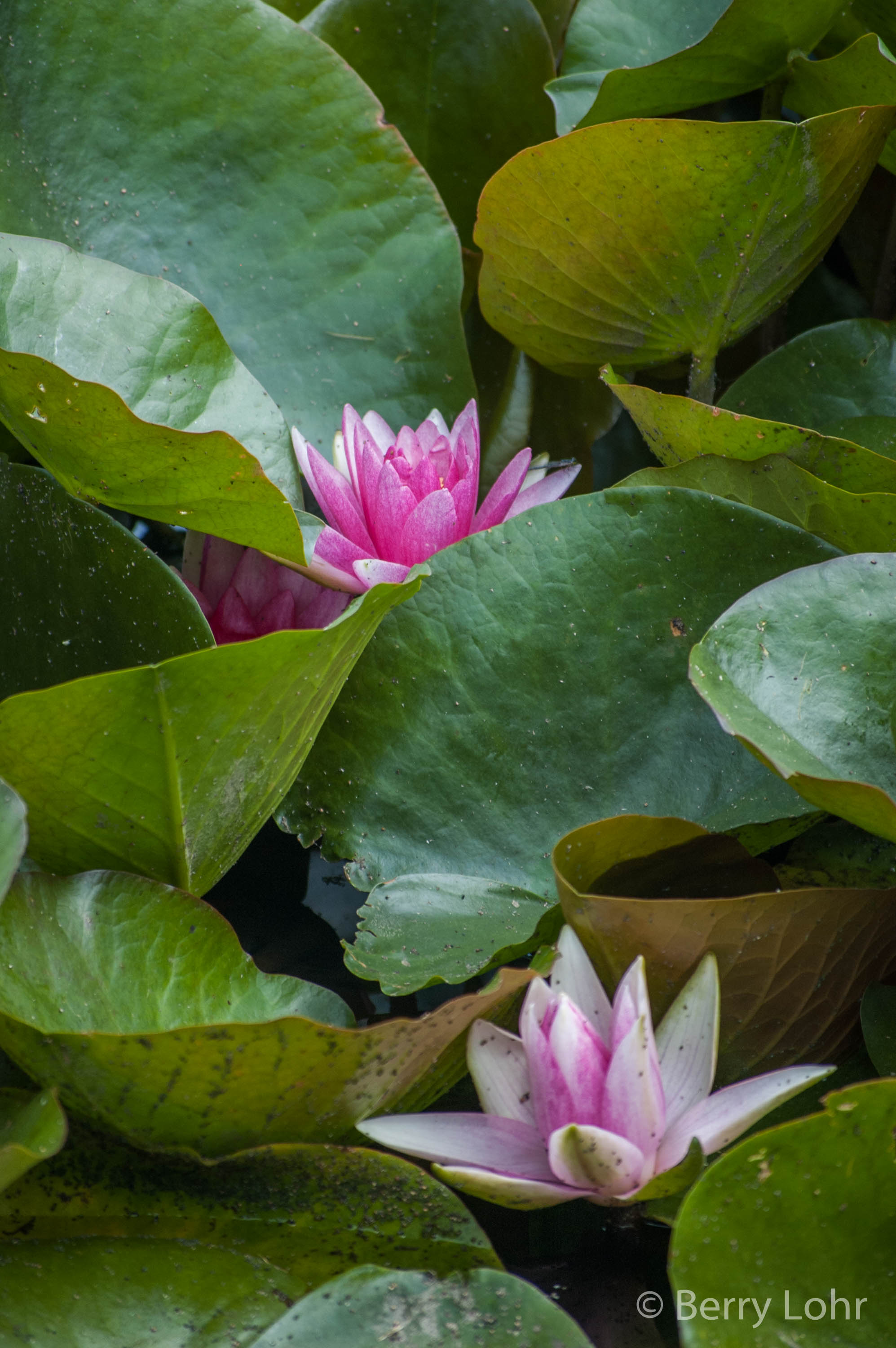 Flower 36