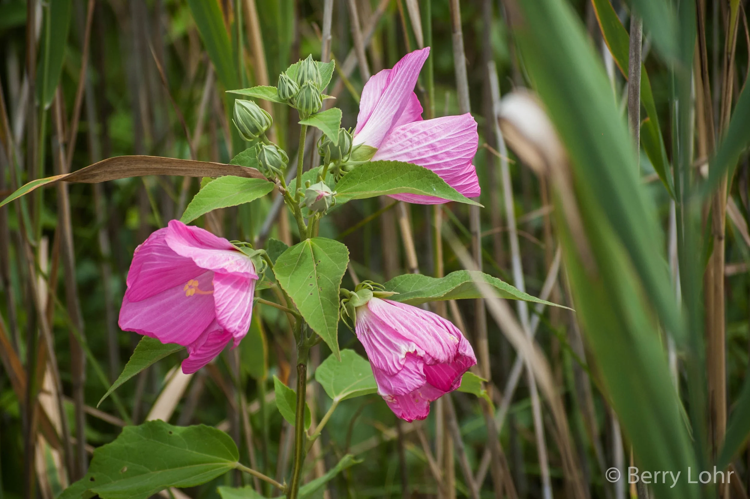 Flower 39