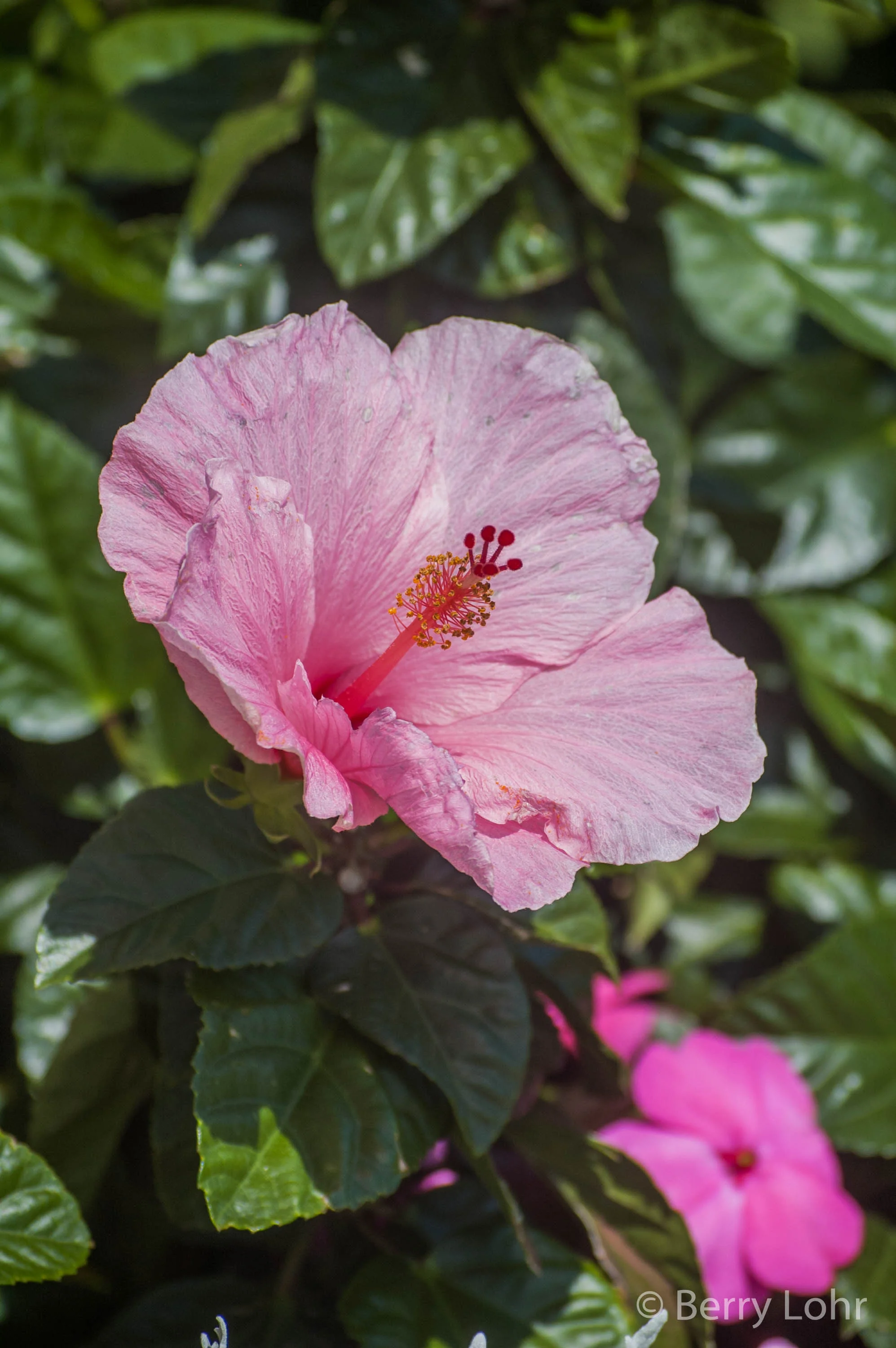 Flower 42